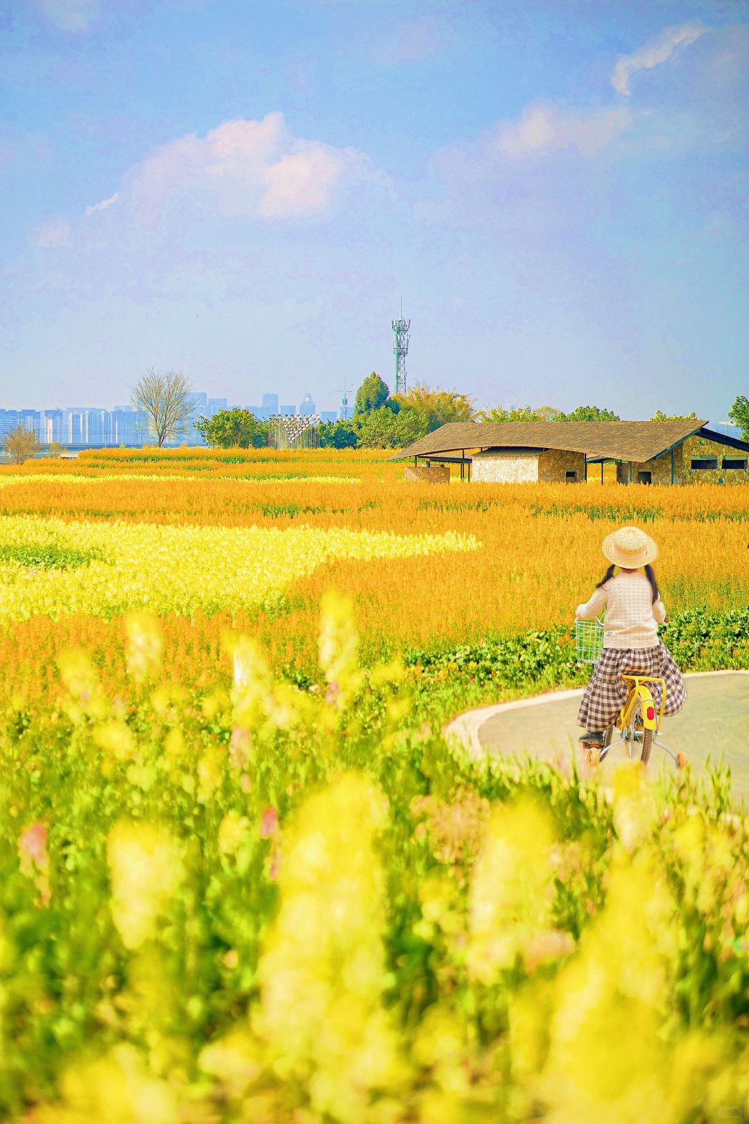 成都彩色油菜花田🌼骑车闯入莫奈的花园~
