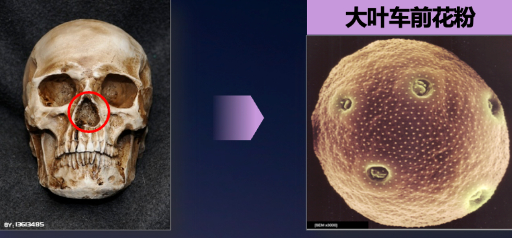 【墓穴惊现32具头盖骨，花粉竟成破案关键】1994年2月，有32具男性头盖骨在德