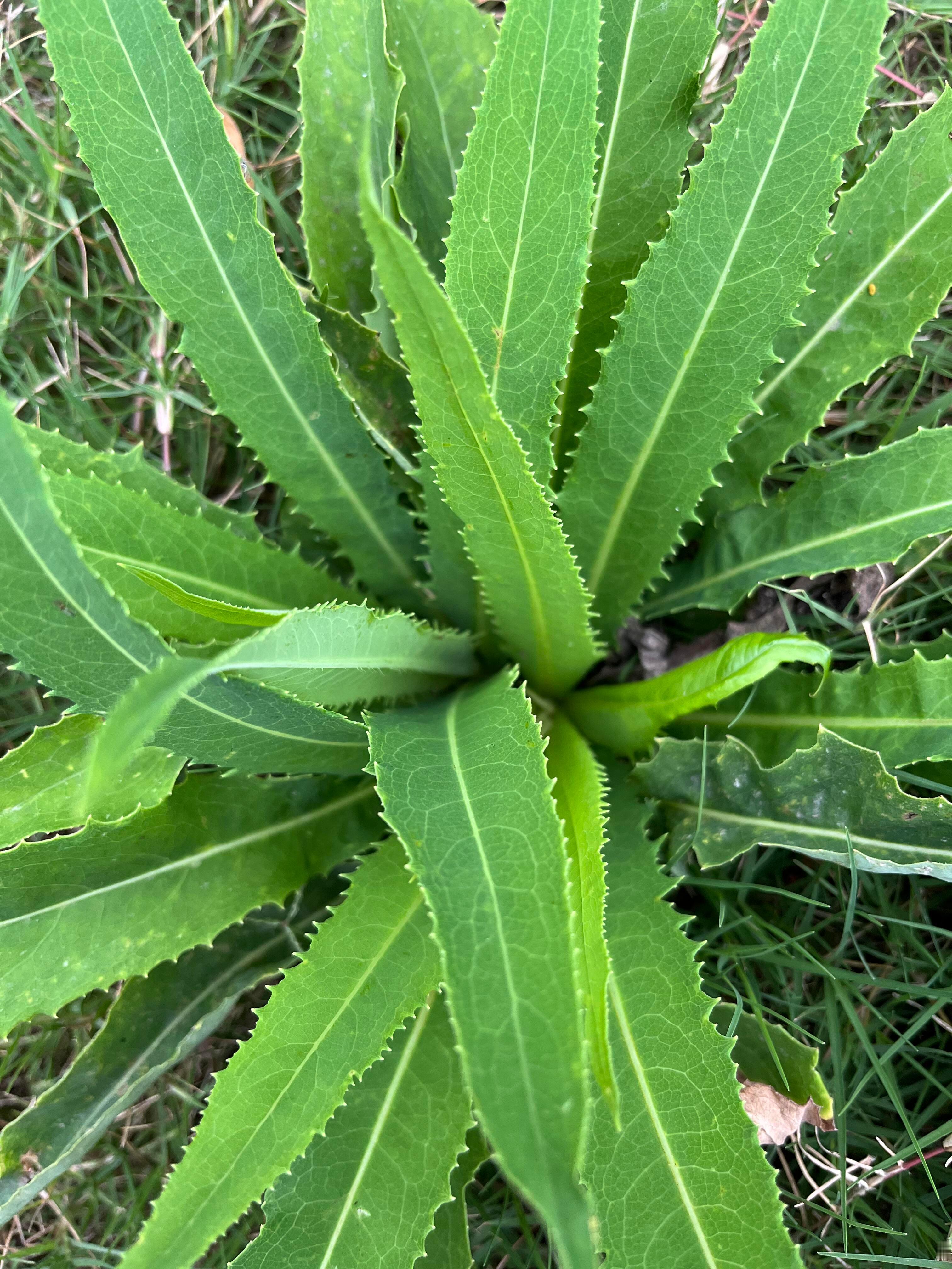 奇妙生物圈植物科普 | 宝子们！今天必须带你们认识野生界的“苦口良菜”——苣荬菜