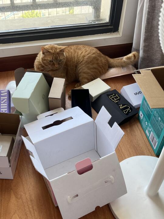 是小猫最喜欢的纸箱子 📦