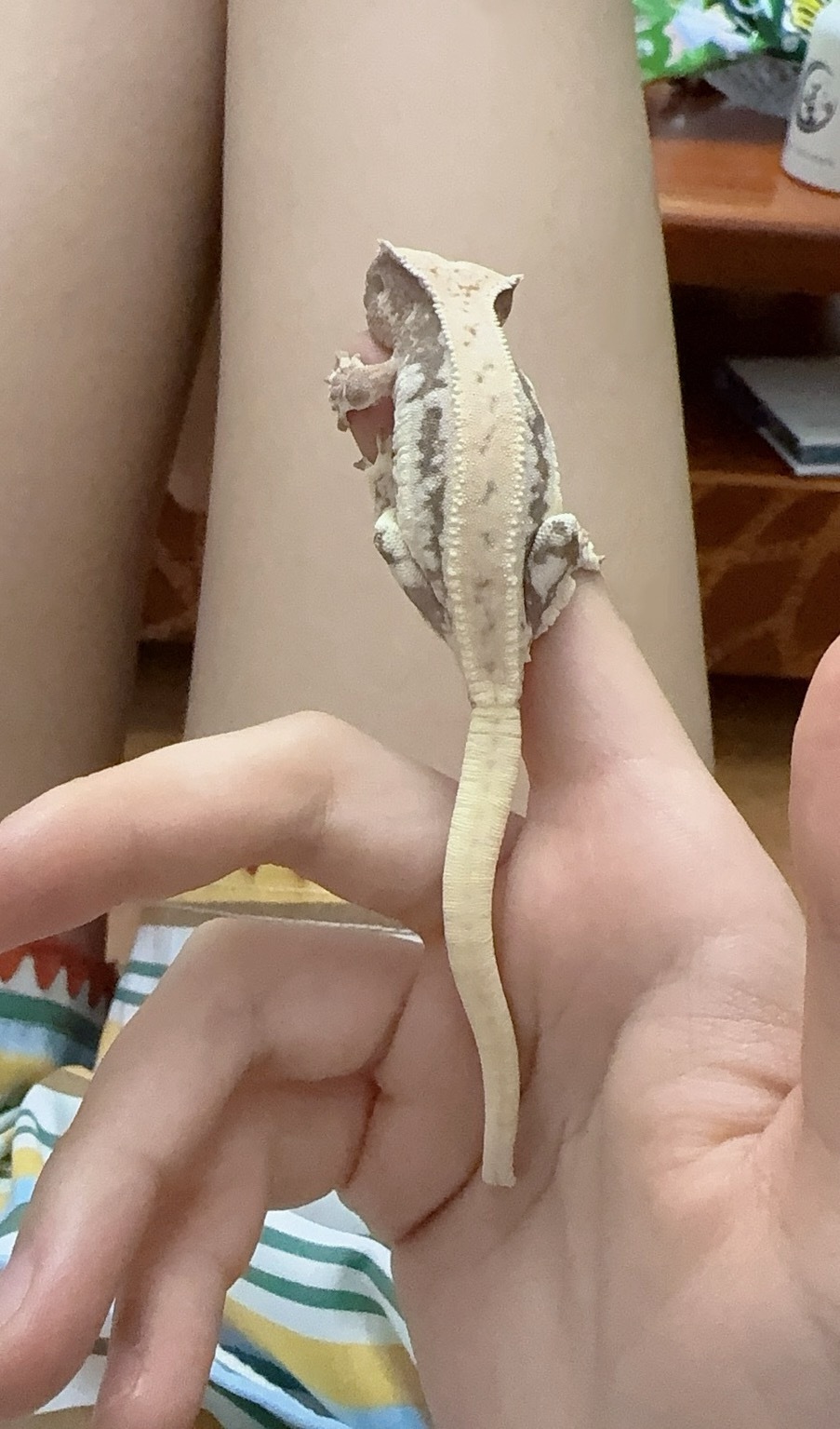 以防你不知道利利有多小 