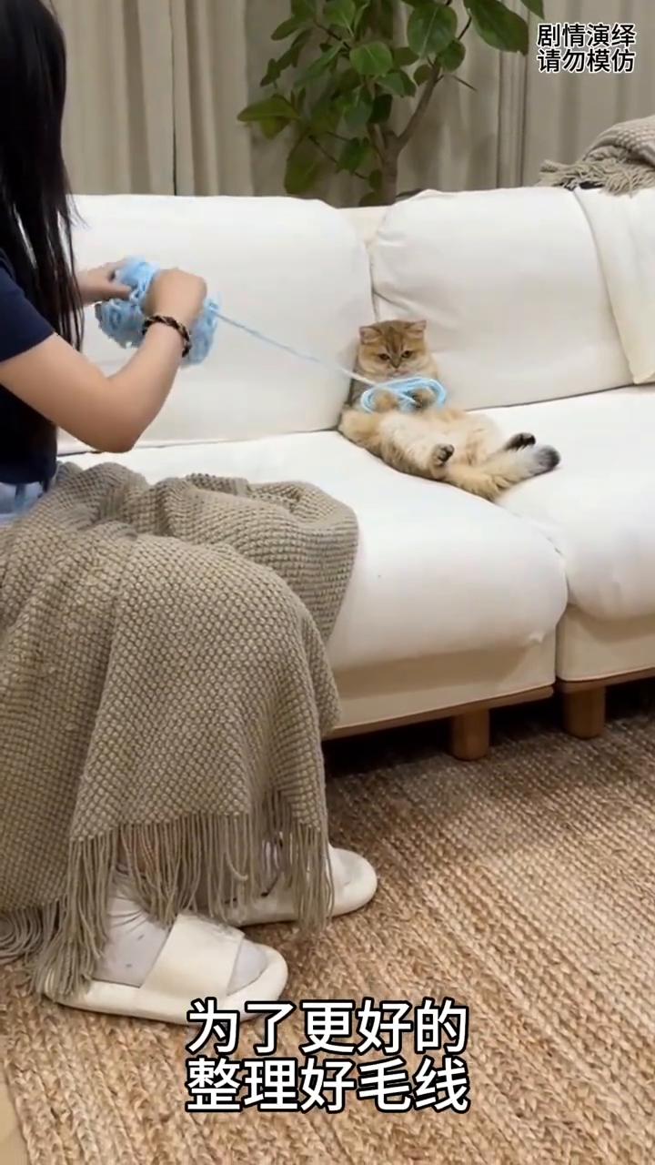 女子让猫咪帮忙理毛线，这一幕真的太搞笑了。
女子回到家理毛线，为了更好的整理好毛