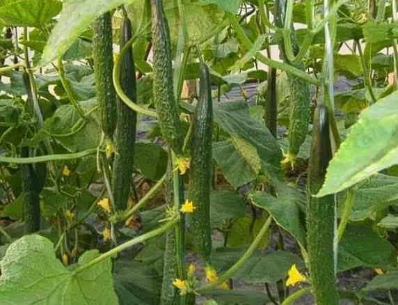 偷吃贼还这么理直气壮！女子偷邻居家刚打过药的黄瓜，结果小孩吃的上吐下泻，住进了医