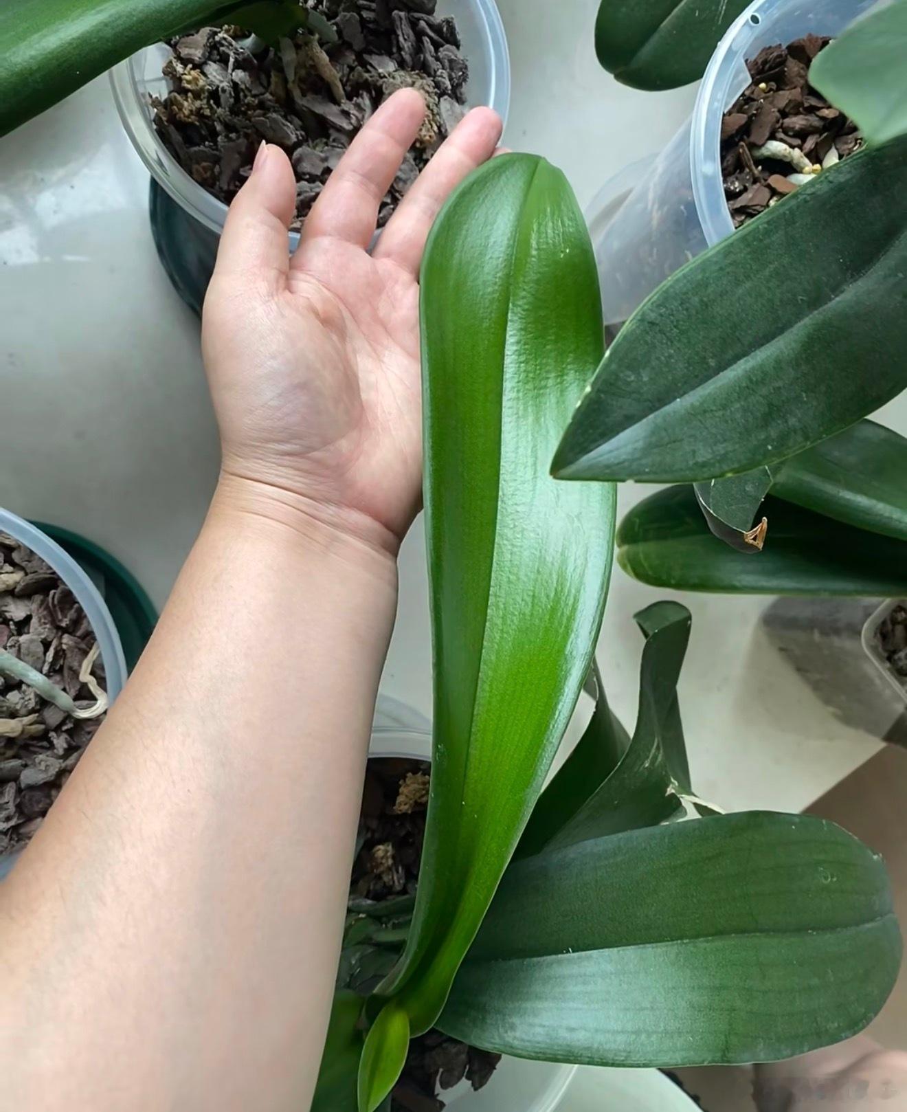第一次见叶子比脸还长的花逛花市偶然发现这株神奇花草，修长叶片舒展铺开，实测长度远