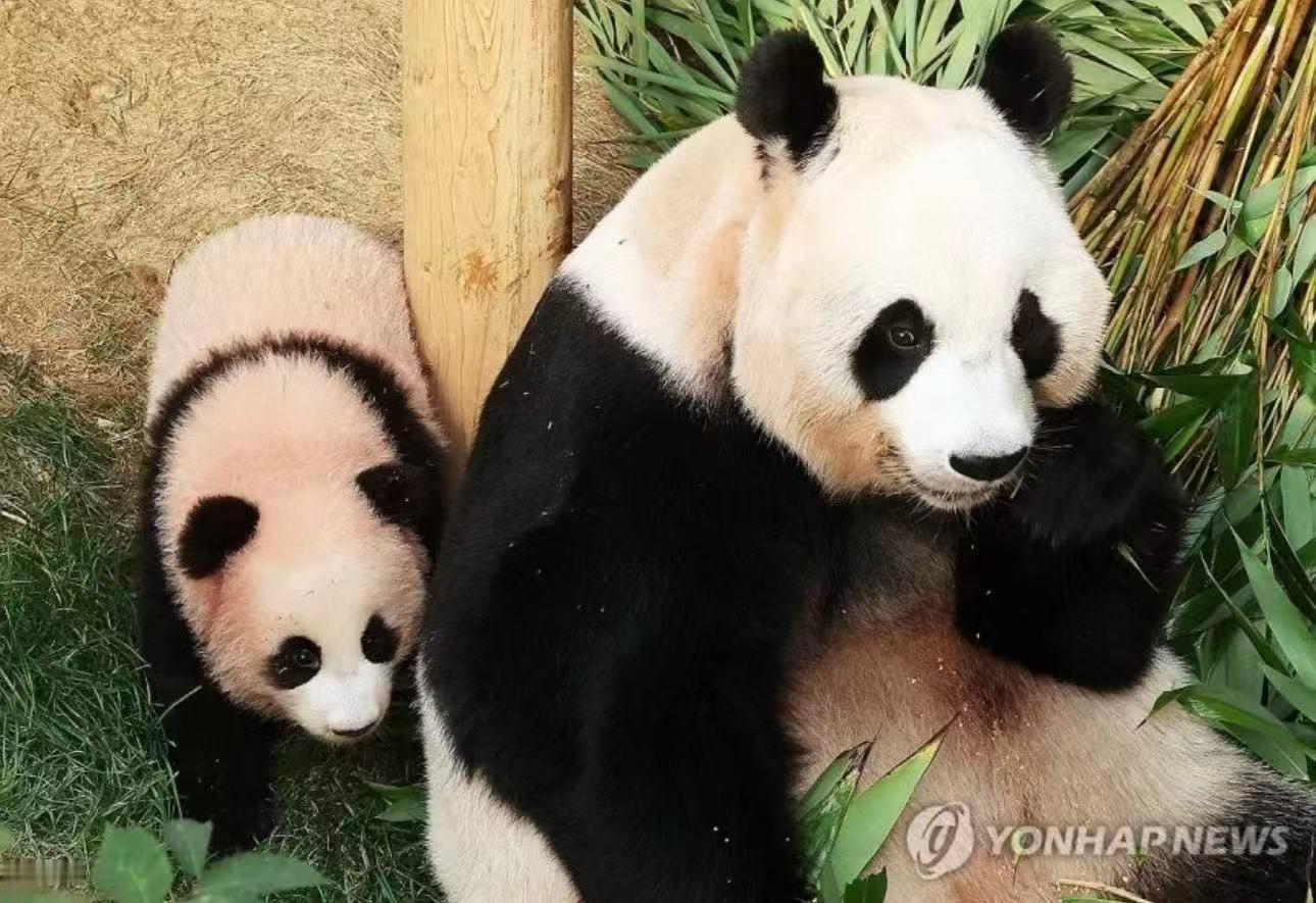 大熊猫曙宝[超话]  cr:YONHAPNEWS爱耶啵与曙耶啵❤️🩵大熊猫爱宝