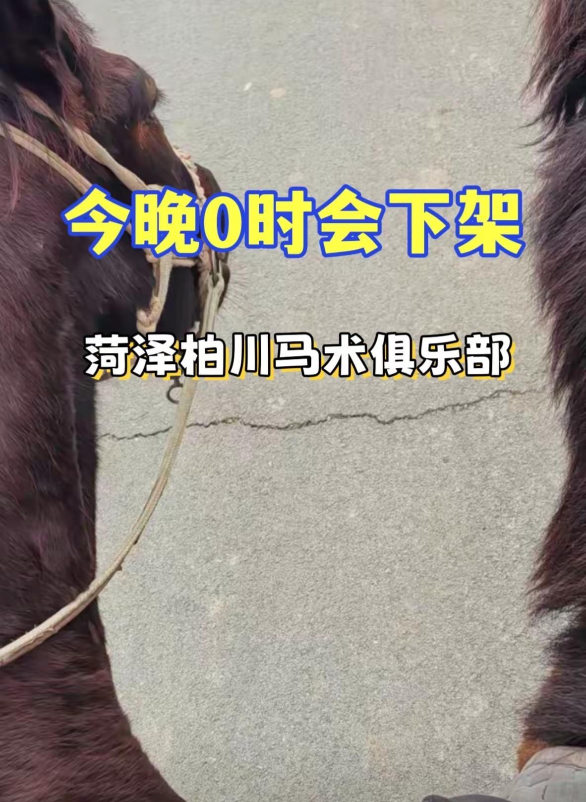 菏泽柏川马术俱乐部 菏泽柏川马术俱乐部 马术交流会 马术三日赛