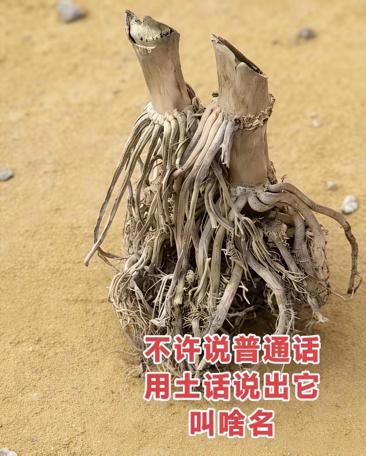 我猜年纪小的都不知道这是什么