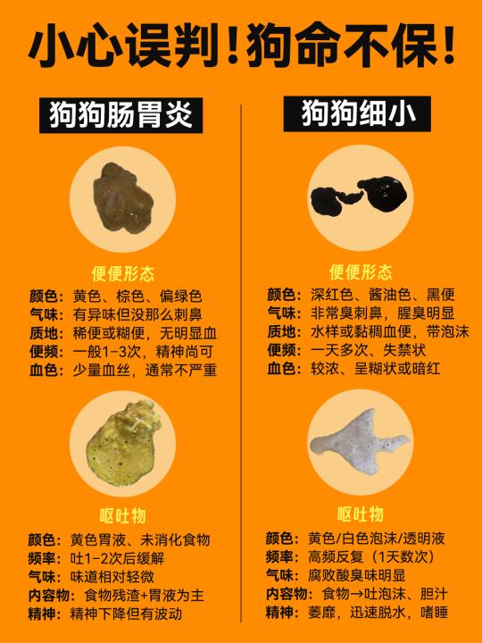 狗狗肠胃炎vs狗狗细小｜千万误判会要狗命❗
