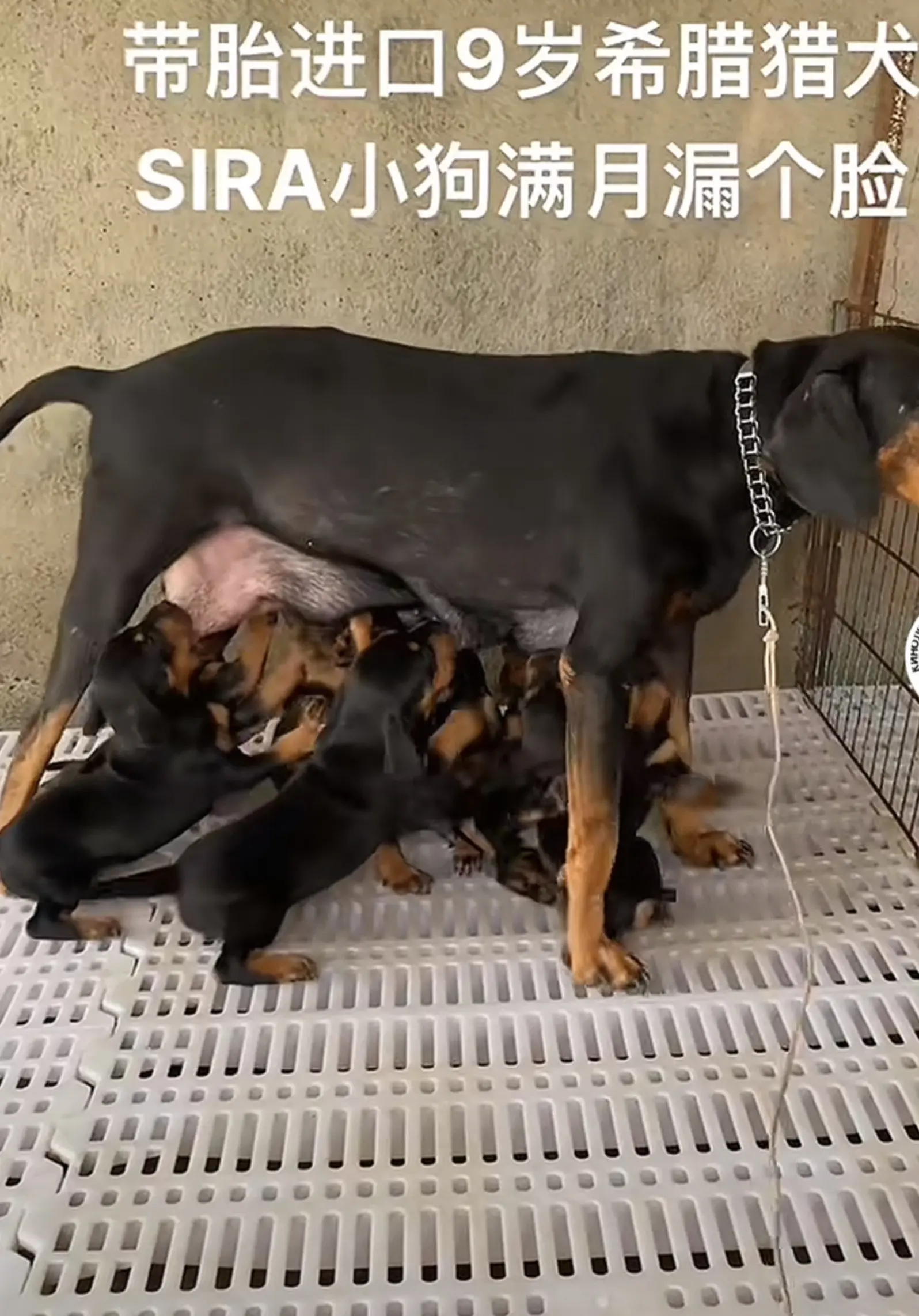 帮你打下广告！国内很多猎友还不知道你的狗情况。 我“天元犬舍”目前有四...