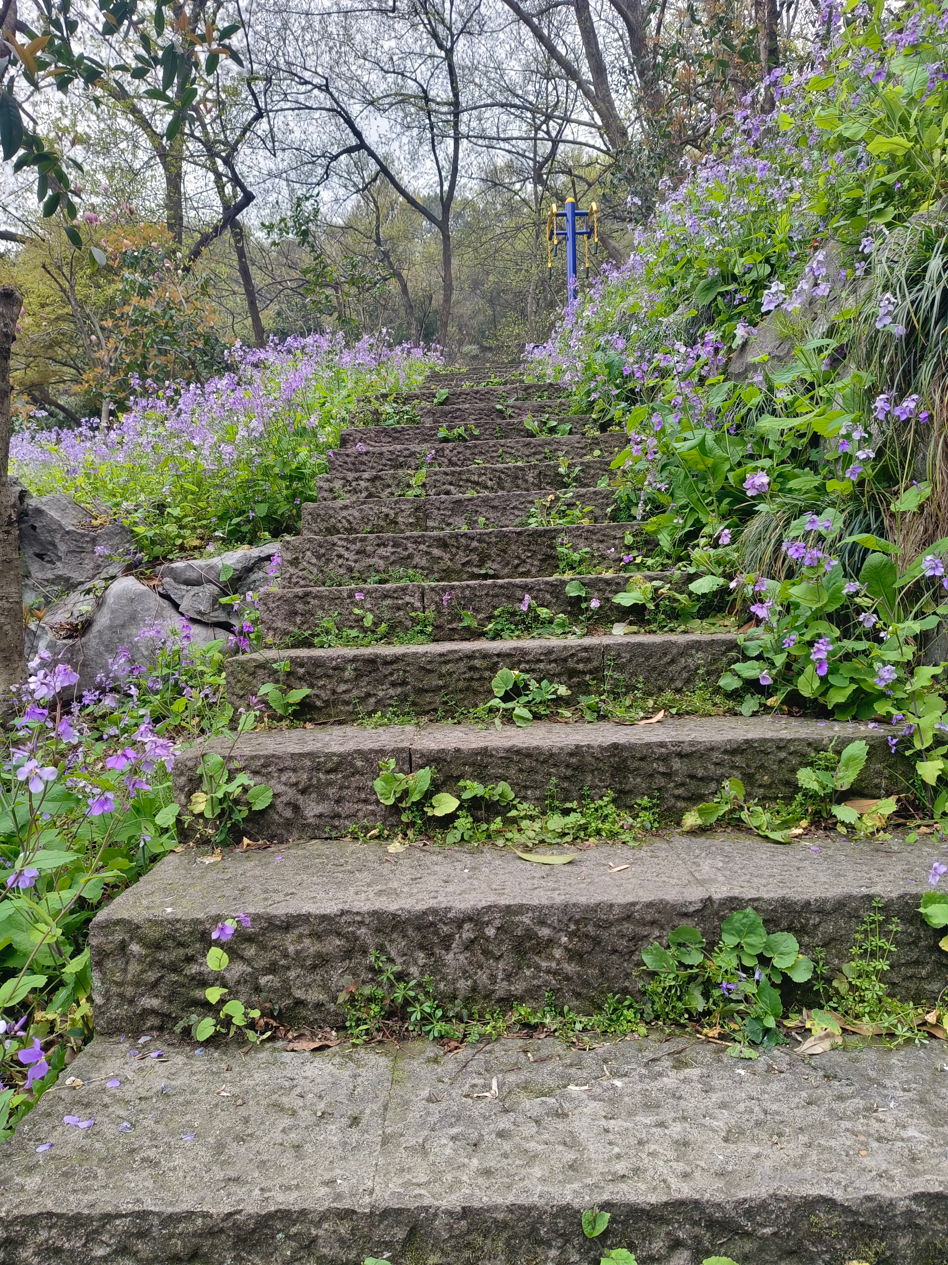 我居然吃了一份酸甜口味的凉皮，怎么会有这种口味的凉皮。桃花，玉兰花、二月兰都开好