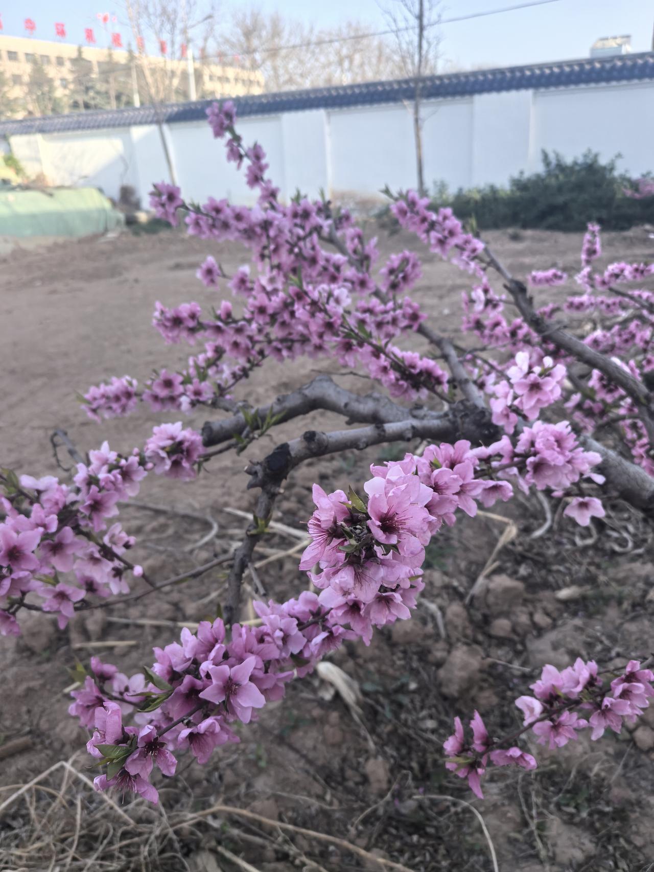 春日生活打卡季桃花朵朵开，想到果熟时。