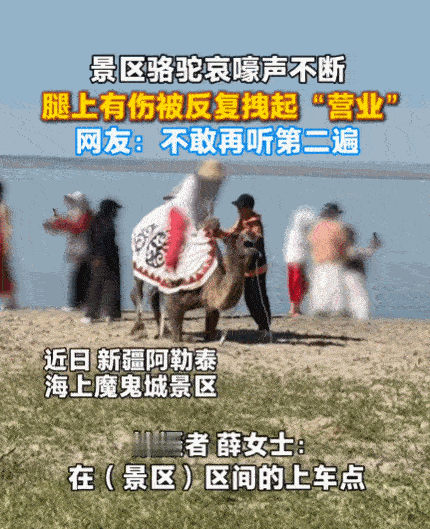 太没人性了！新疆阿勒泰，一女子正在游玩，突然听到骆驼哀嚎声。她循声望去，发现一头