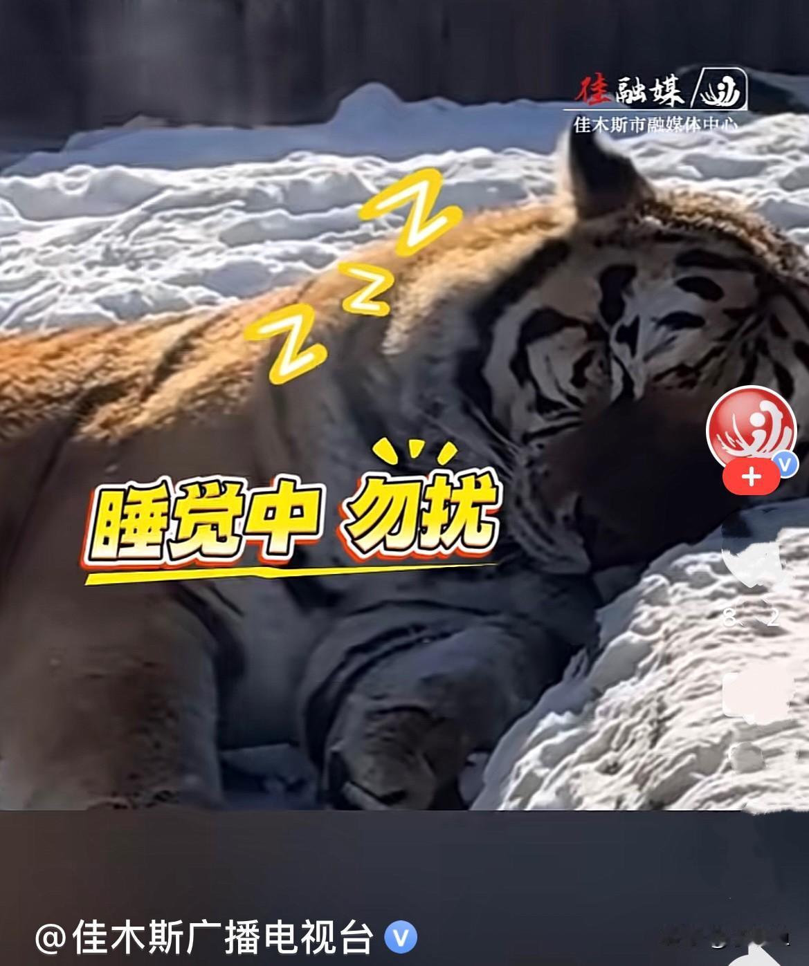 近日，黑龙江牡丹江一东北虎在雪地里睡觉，身上还冒着热气，伴着呼噜声，像烧开水似的
