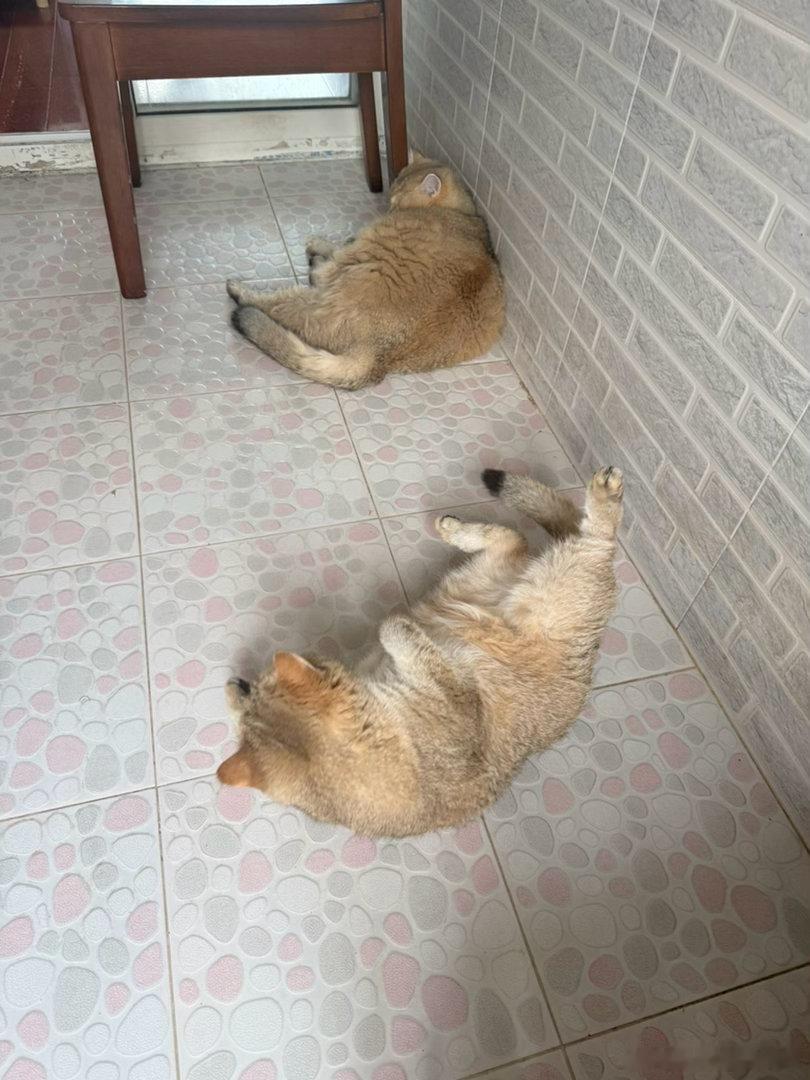 家里两只向来格格不入的小猫咪，混到一起萌宠猫咪