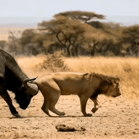 狮子被牛掏肛了，狮子：我一定会回来报仇的。