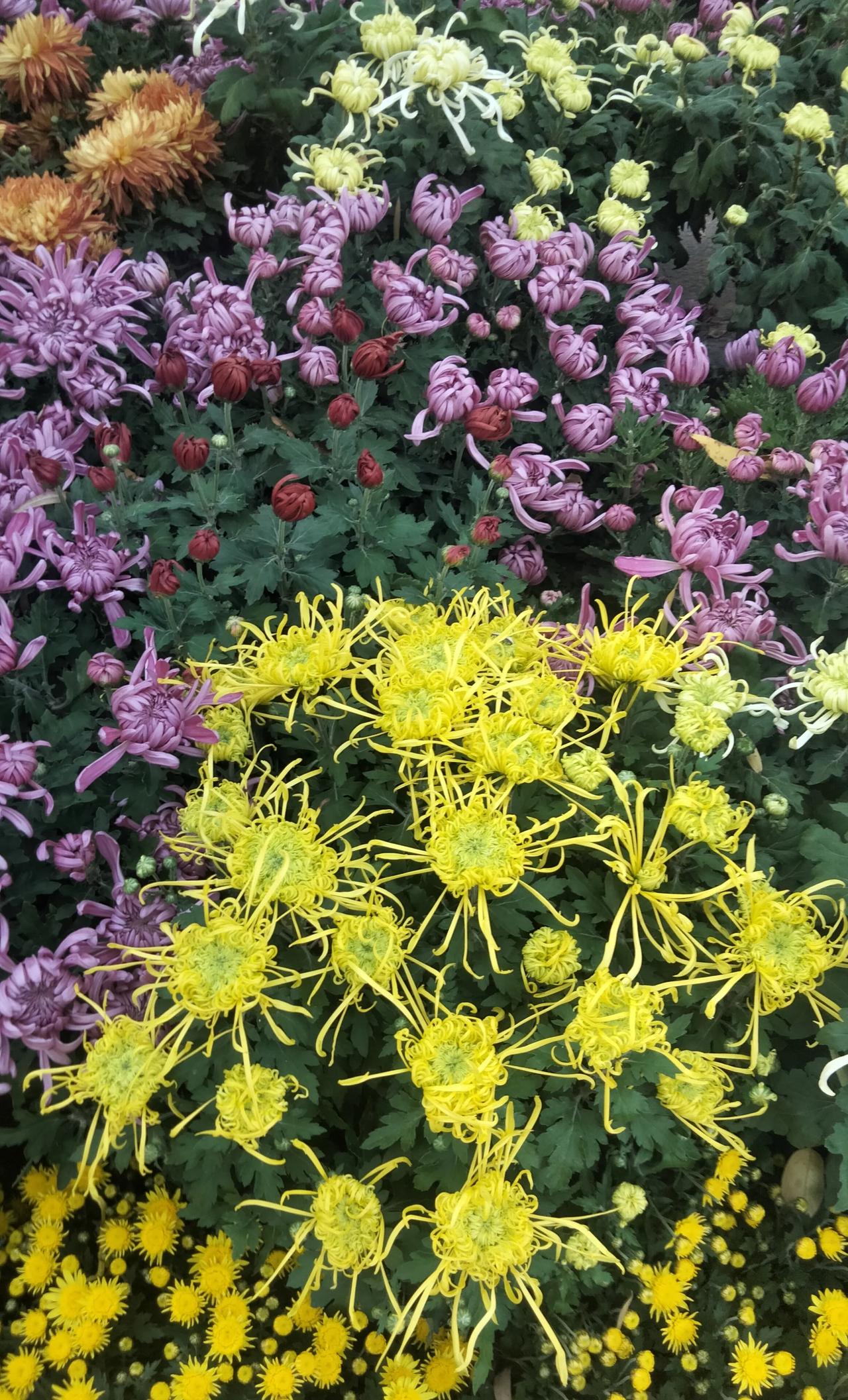 菊花芬芳惊艳清秋，
秋天趵突泉公园拍的[笑哭]