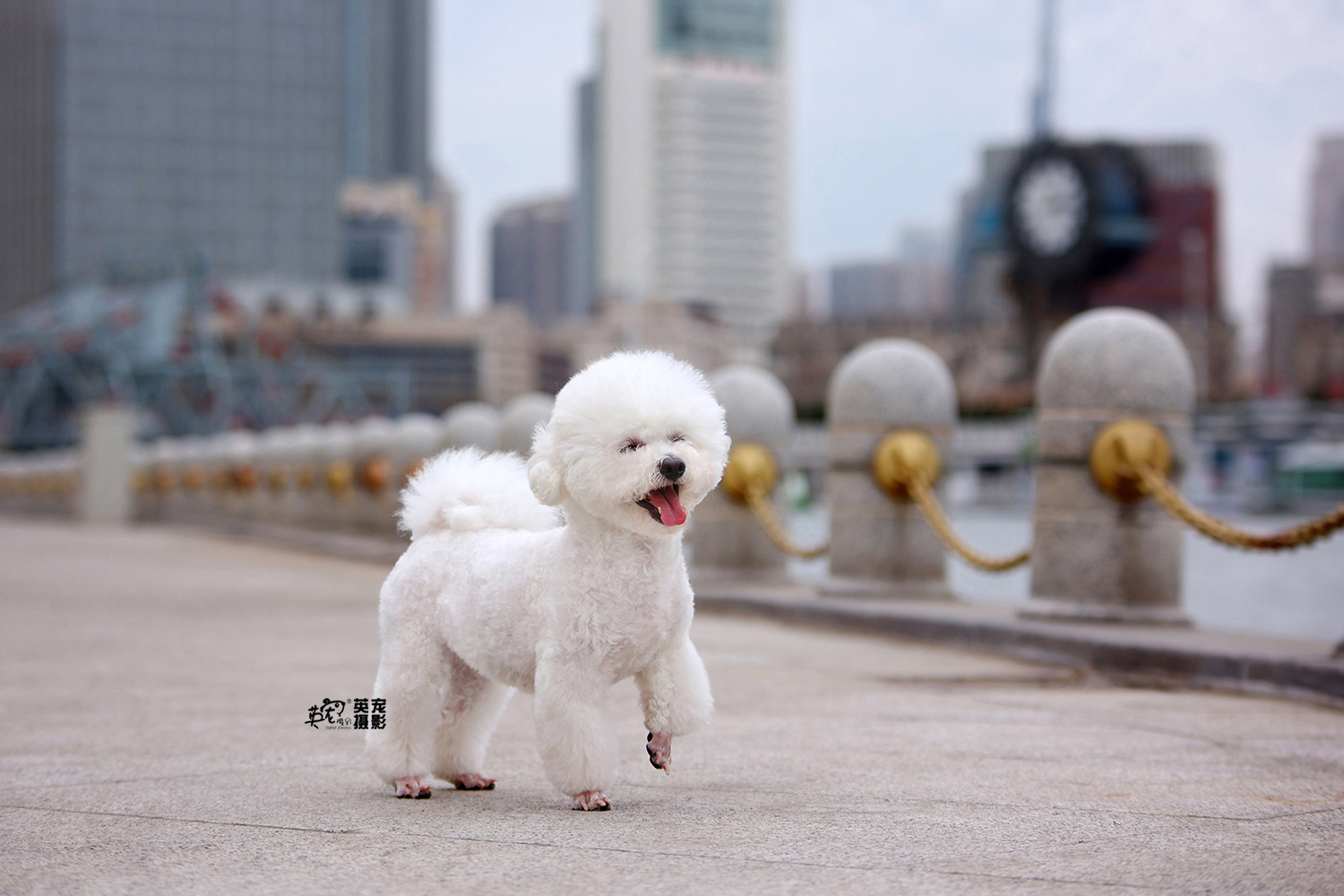 走，去天津！[鼓掌]#爱宠物爱英宠摄影[超话]# #宠物摄影# #比熊# #英宠