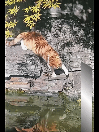 猫咪手贱把乌龟推下水。
乌龟：老子花了一早上才爬上来，想晒晒太阳，十分钟没到就被