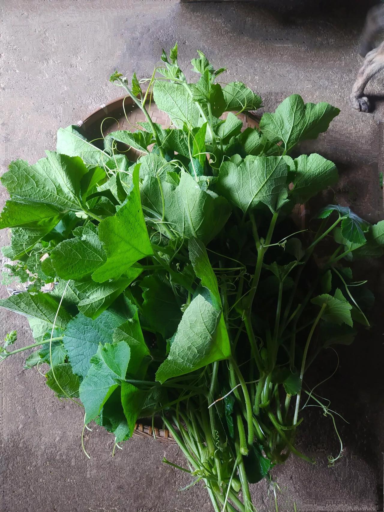 发现没？种南瓜是真省心、真划算啊[笑]

今年种了5棵南瓜苗，虽然瓜没结几个
