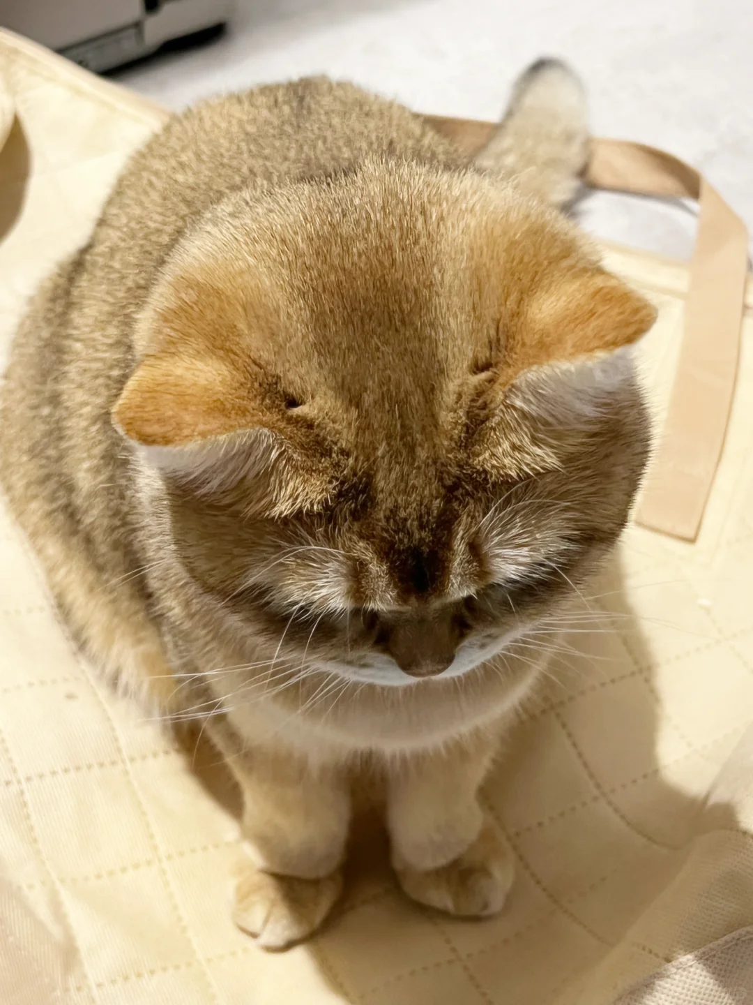 它外八字耶