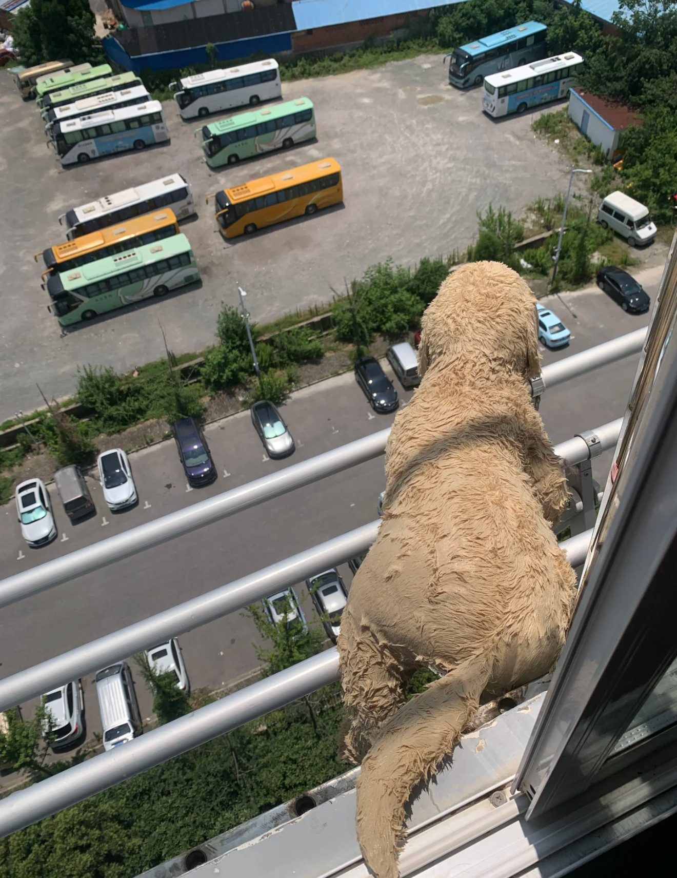 怎么救？？？挺急的 ​​​
