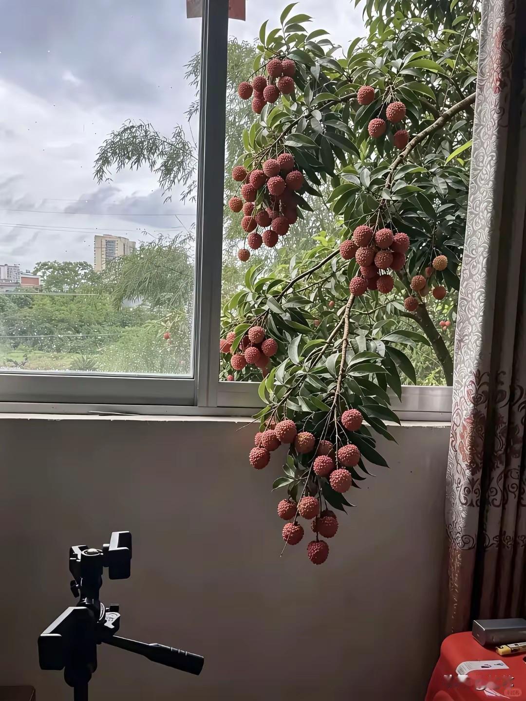 长到我房间里面来的，算是我的了吧