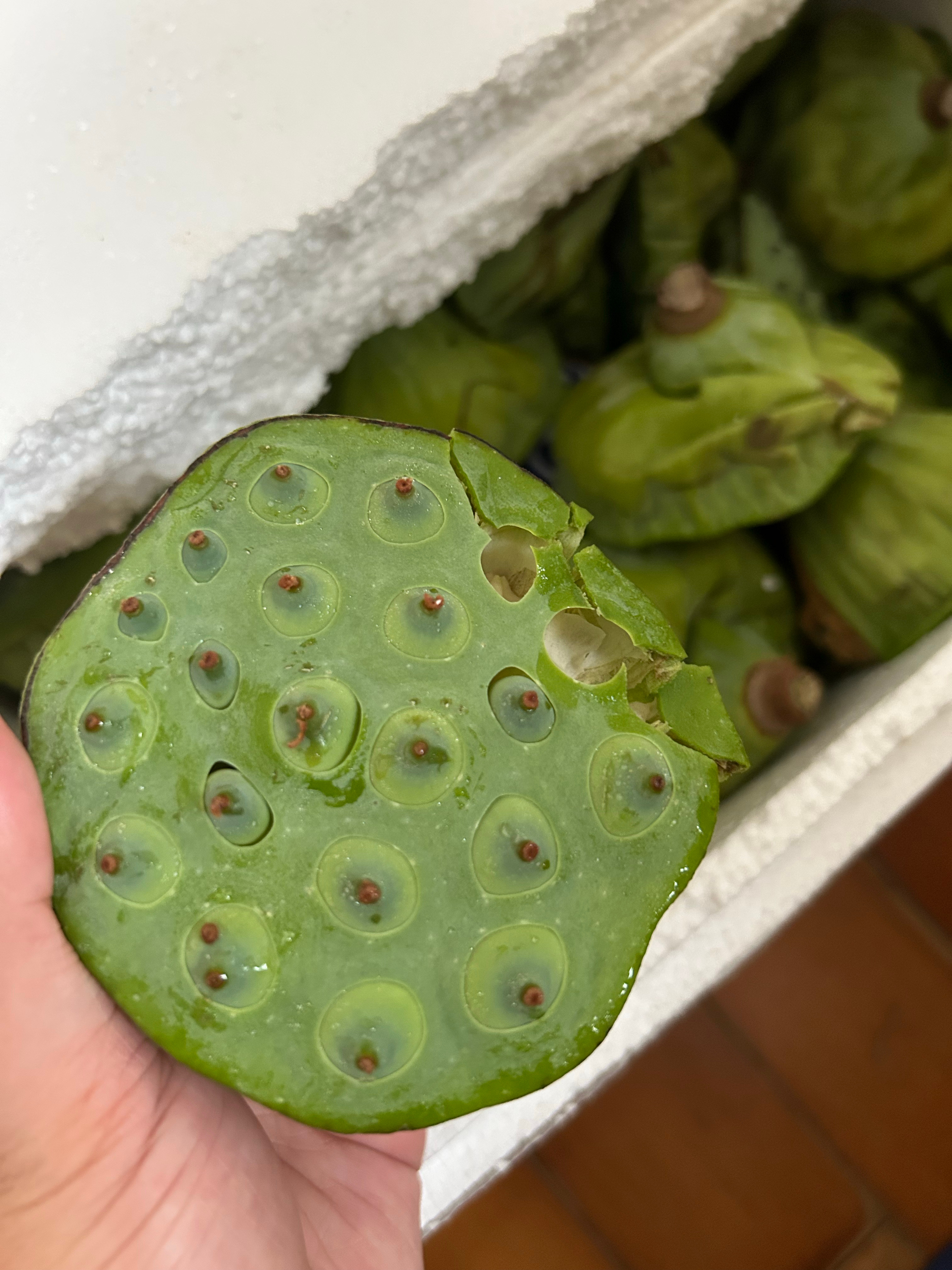 小助理从家乡用钞能力特地特快空运了一大箱莲蓬，好甜好新鲜的莲蓬，比莲蓬最重要的是