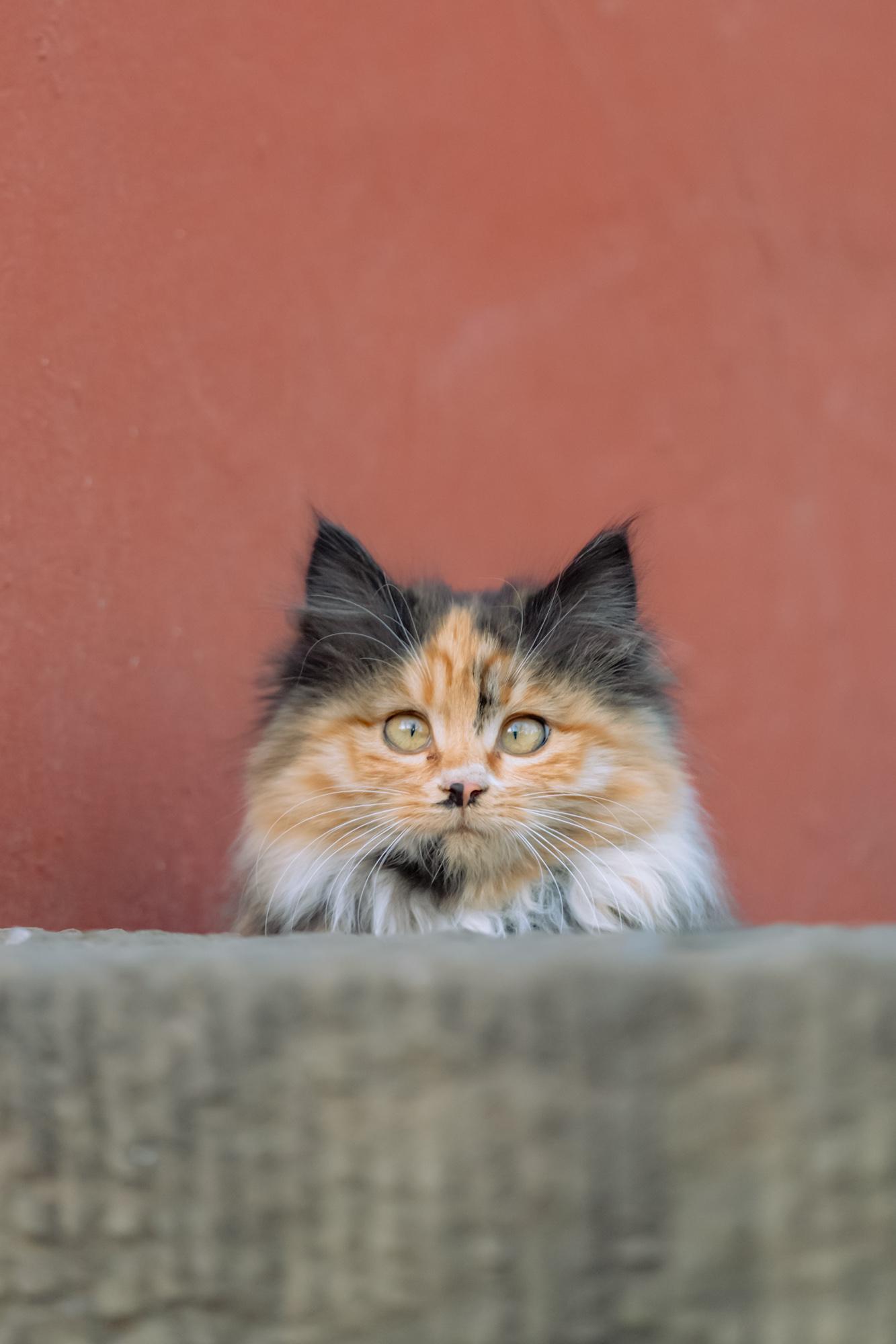 上万人看过的梦中情猫，真的是手慢无。前天发了一组我在山西古建拍的长毛小...