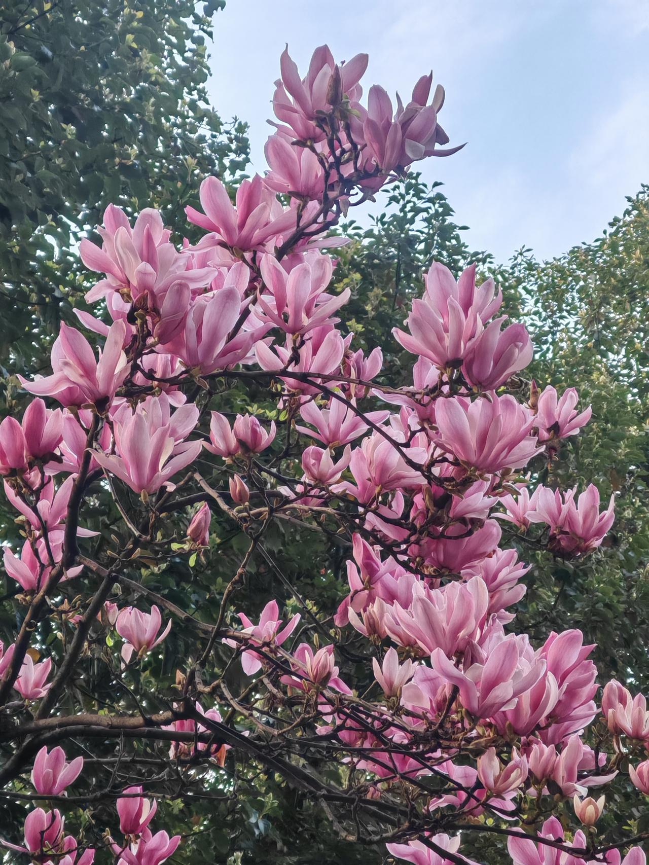 春天万物复苏，气温暖和，花开满园，春色撩人！