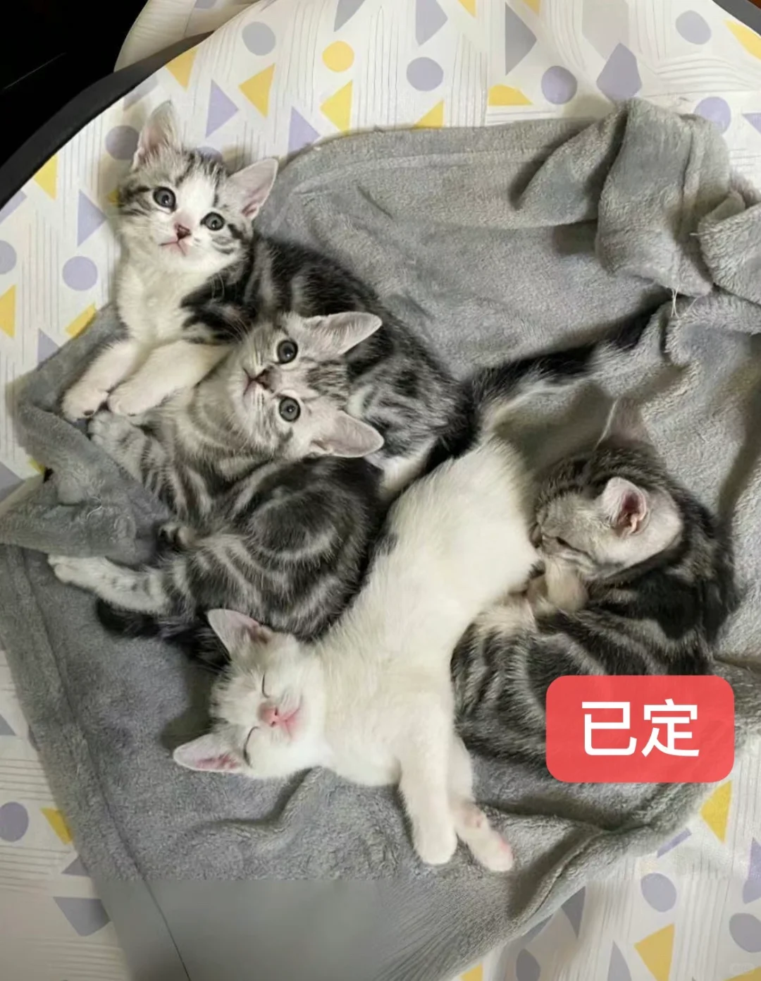 🇭🇰HK買貓💛一窩美短搵家長～