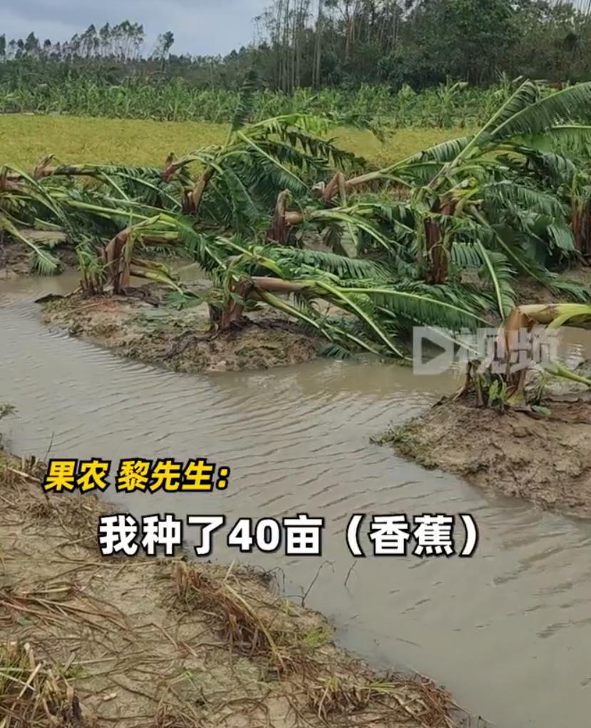 【：风太大了，绑桩子固定无效】 7月18日，广东湛江，台风“泰利”登陆湛江，果农