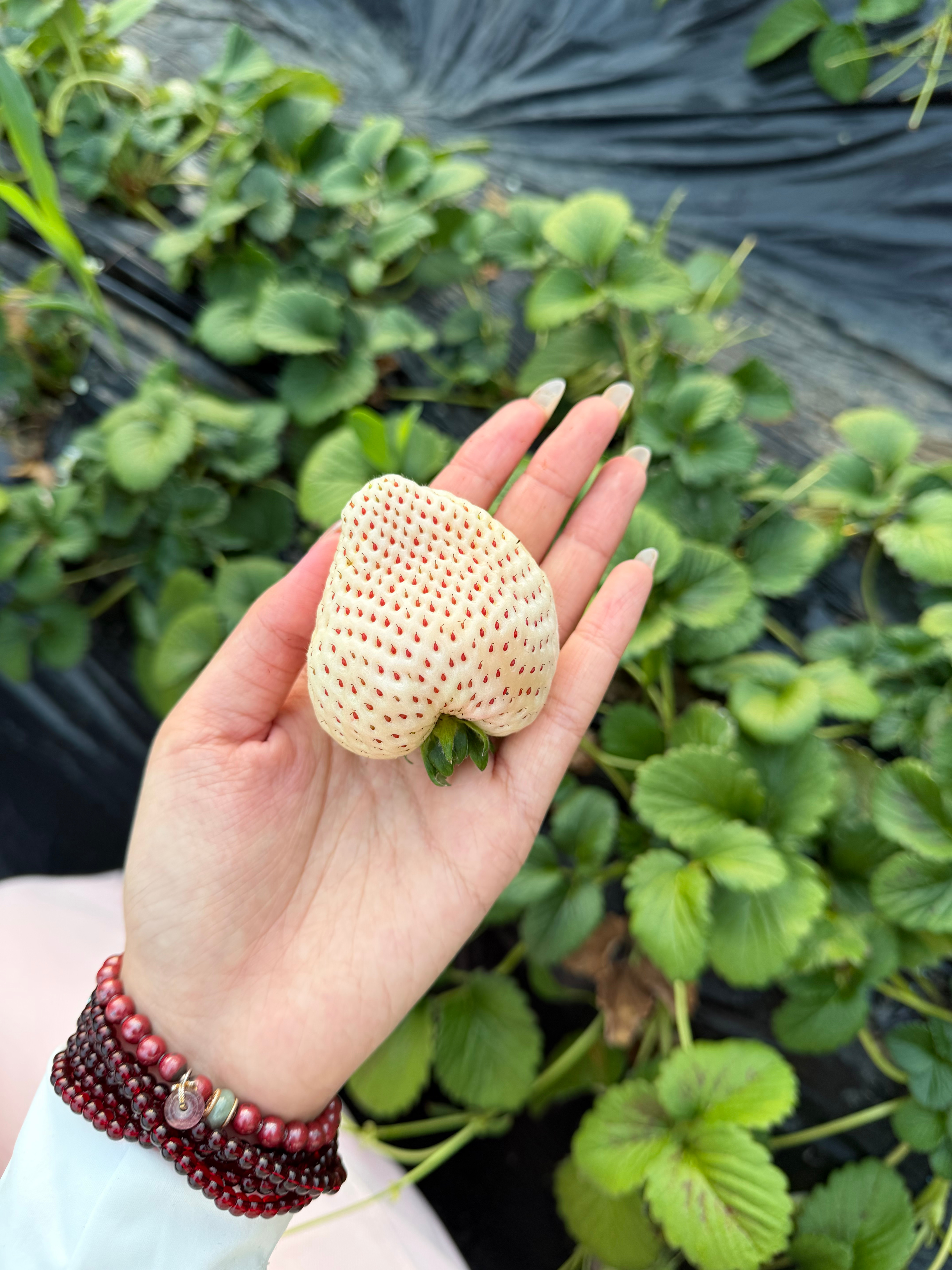 大家复工快乐今天睡了16个小时白草莓不好吃吧啦吧啦吧啦 北京