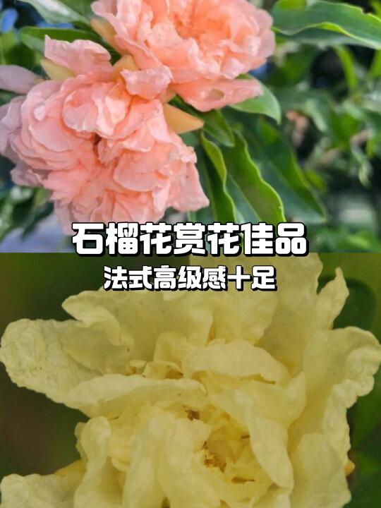 石榴花🌸盆栽赏花首选