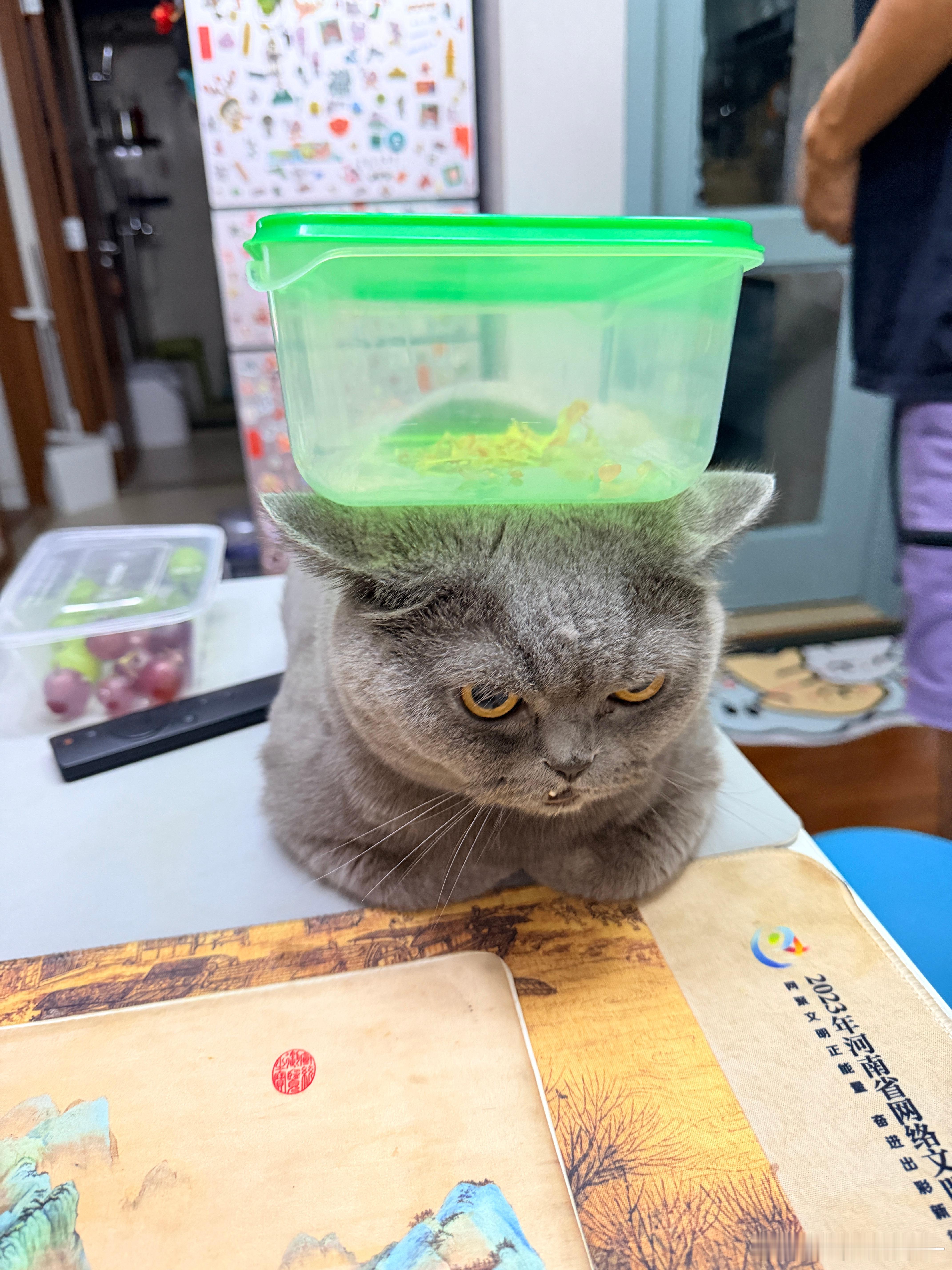 小猫有两个不同颜色的jiojio我们没有，所以我们揣起jiojio 做猫我和英俊