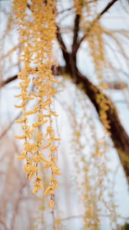 上联：春风暖绿柳
下联：冬雪伤红花