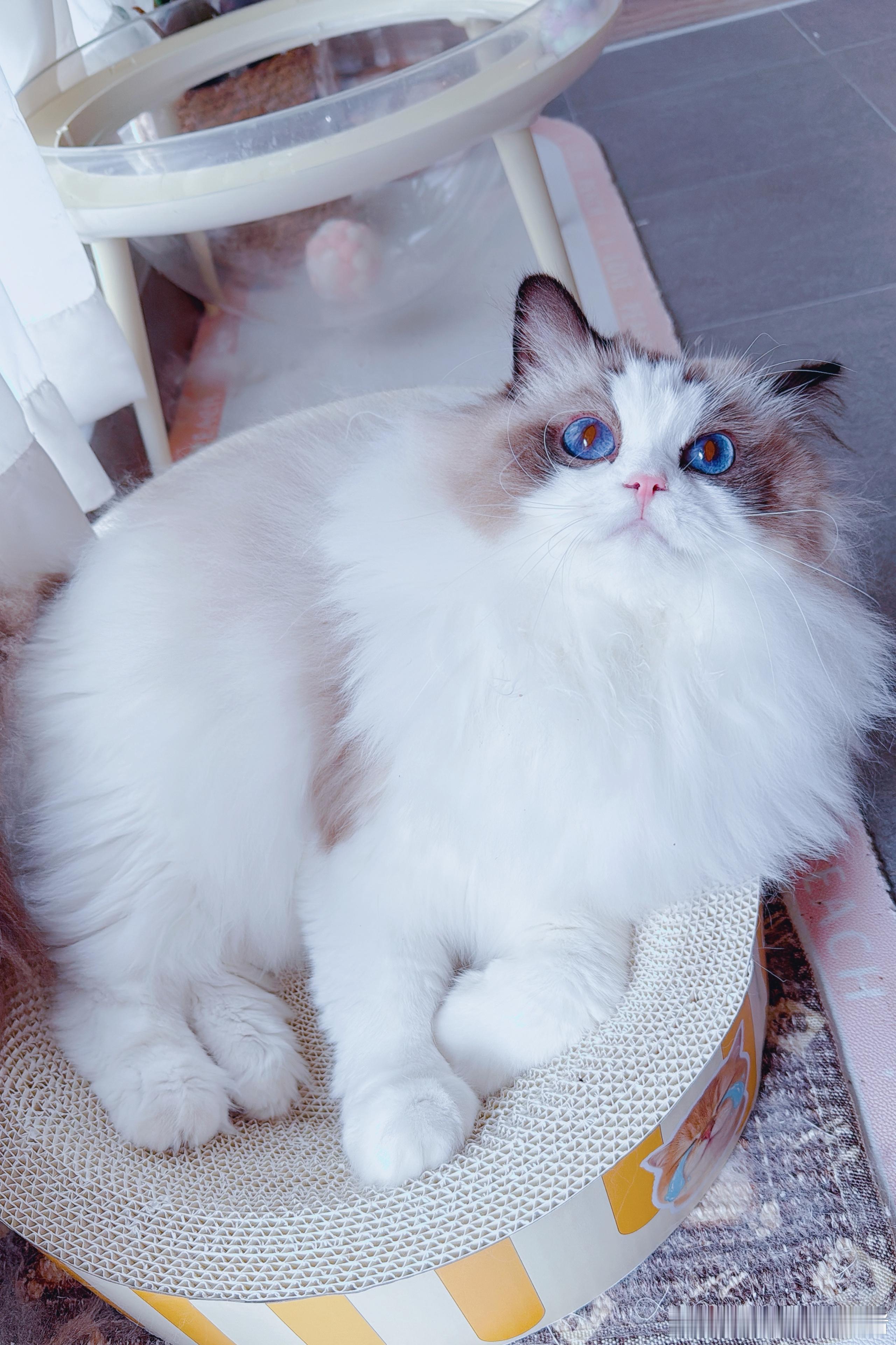 管你天生什么毛质，进了本养猪大王的门。统统给我加绒加光泽！ ​​​