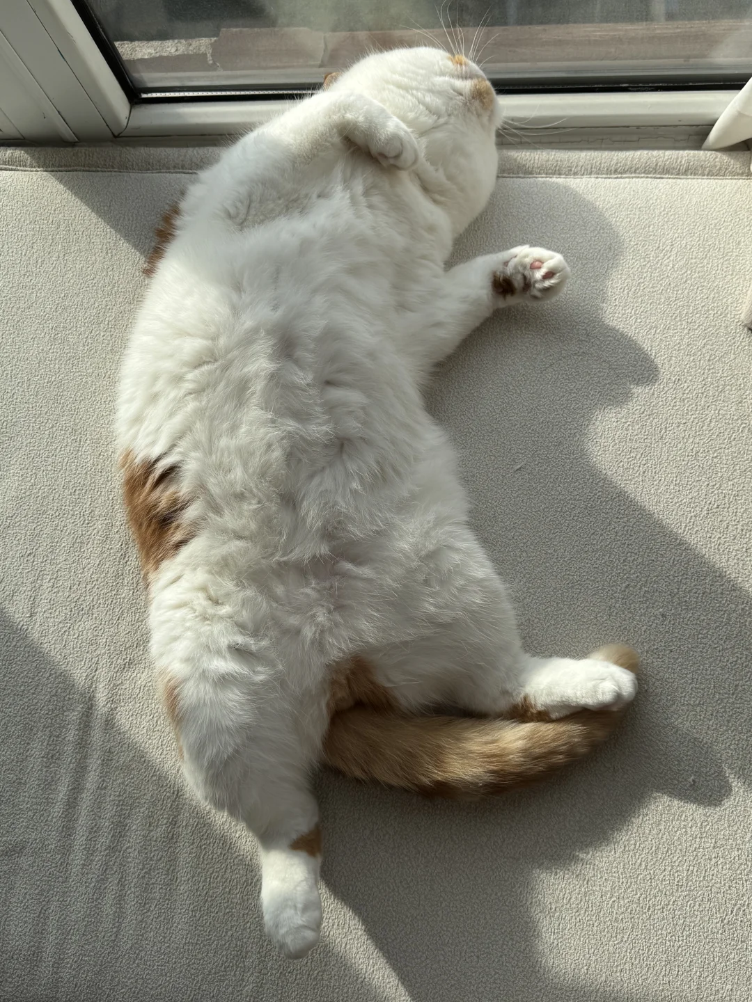 飘窗晒皮小猪