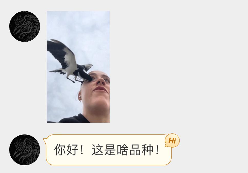 澳洲的鹊鹩恶龙好凶啊[哆啦A梦害怕] 它还专门啄眼睛！！ ​​​