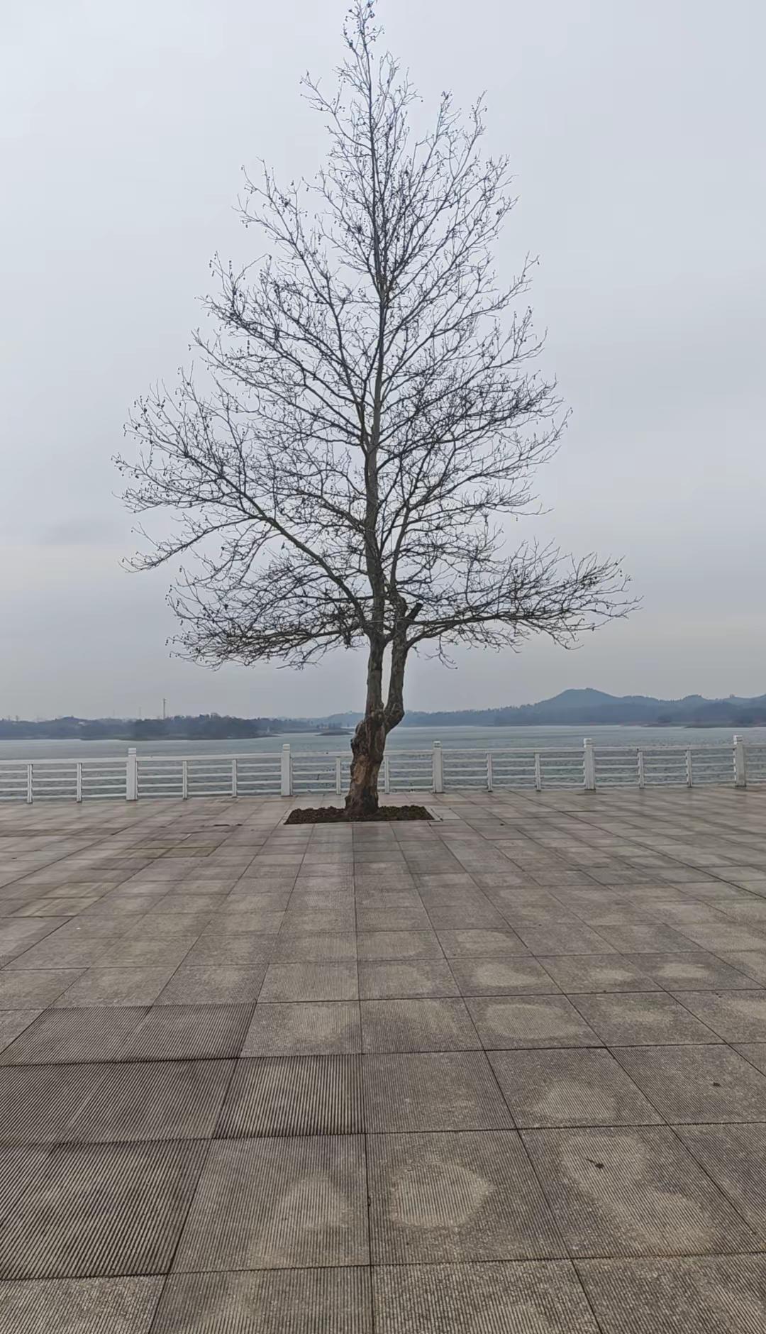 你今年有空还回来吗？