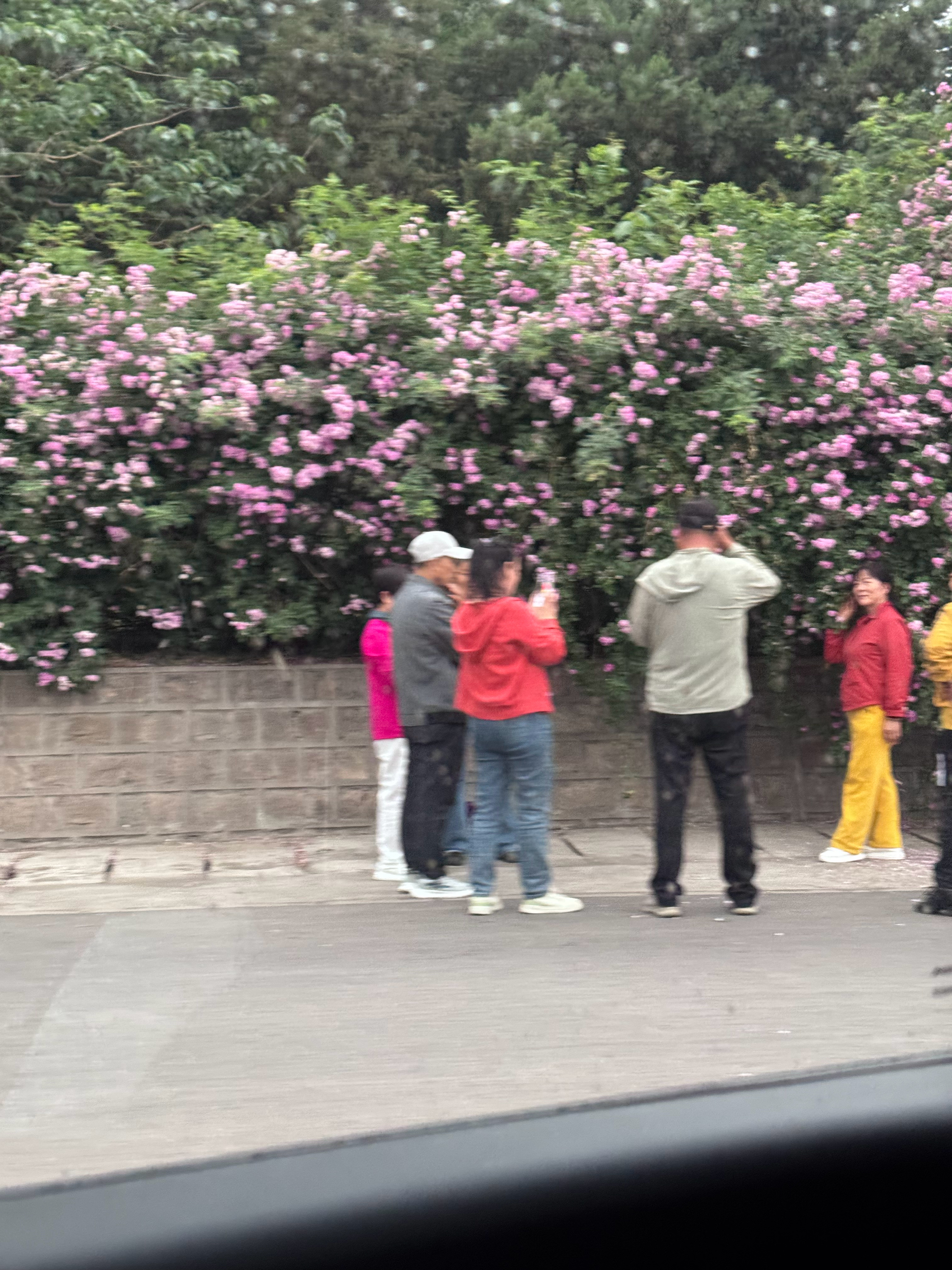 园区门口的花盛开成大爷大妈们的打卡点了明天我也去🙊 