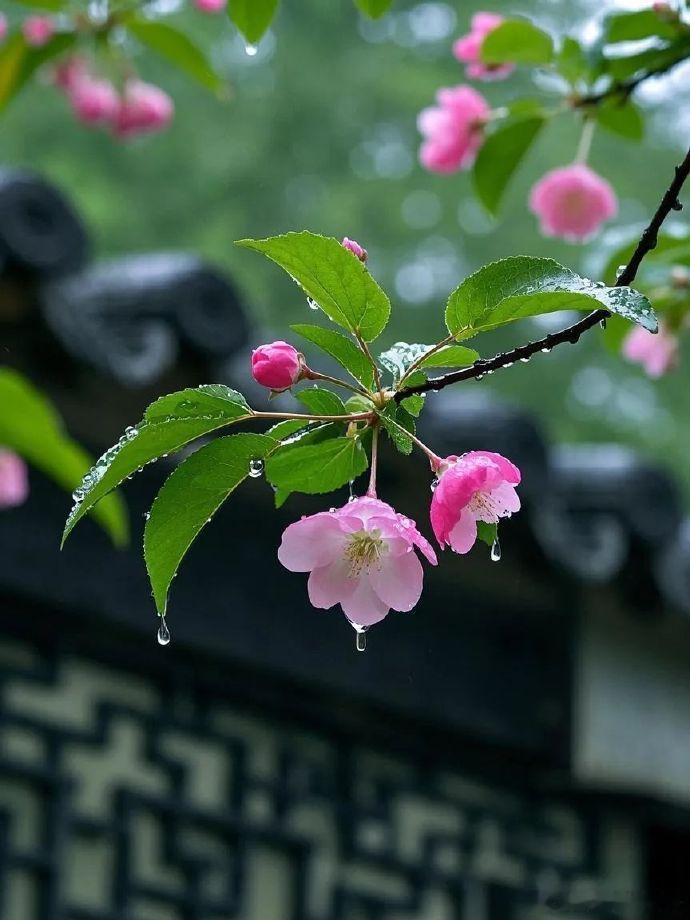 一城烟雨一楼台，一花只为一树开。
