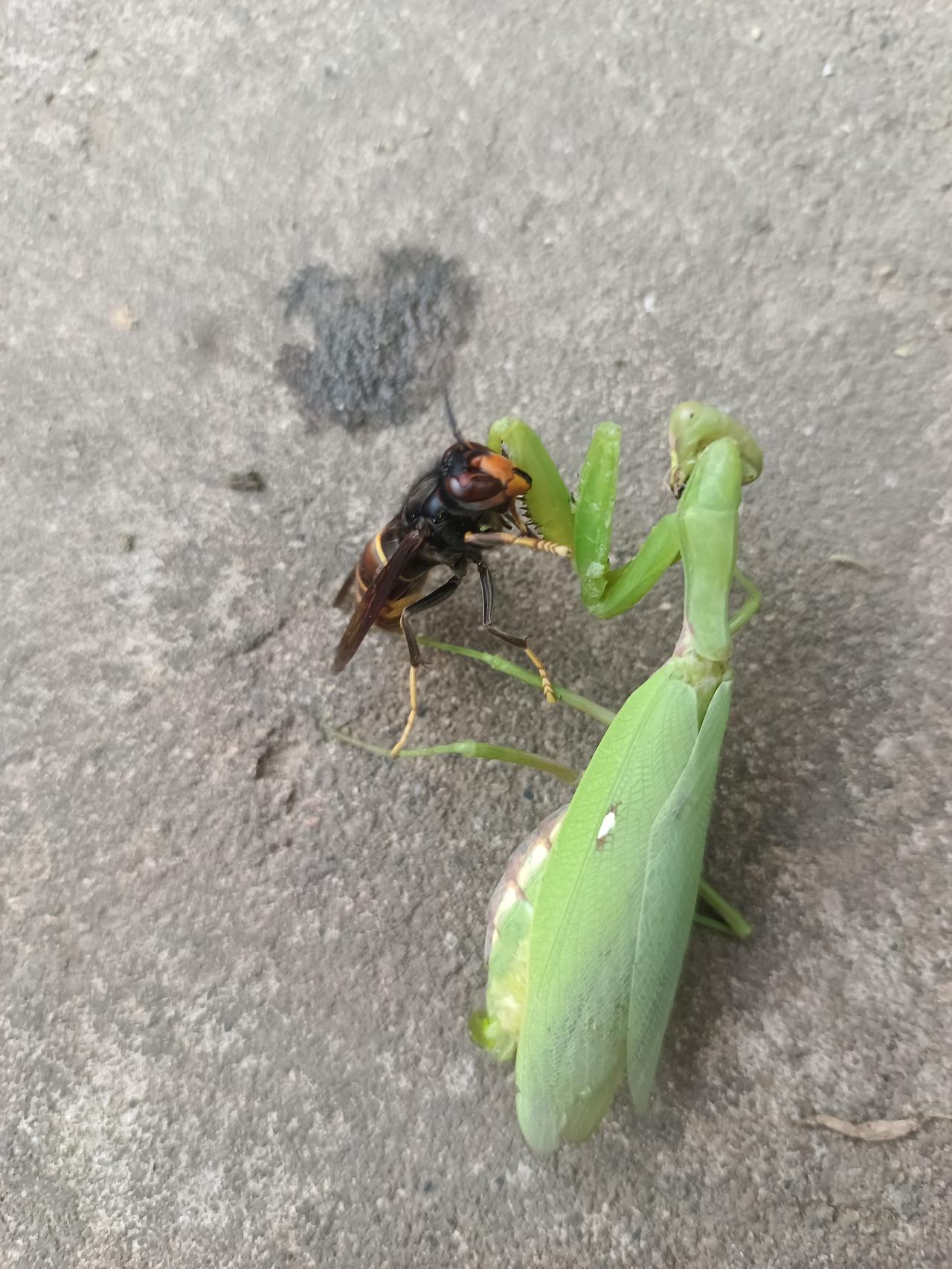 刘强东携妻章泽天出席APEC峰会，背后隐藏着怎样的夫妻关系？
刘强东与章泽天夫妇