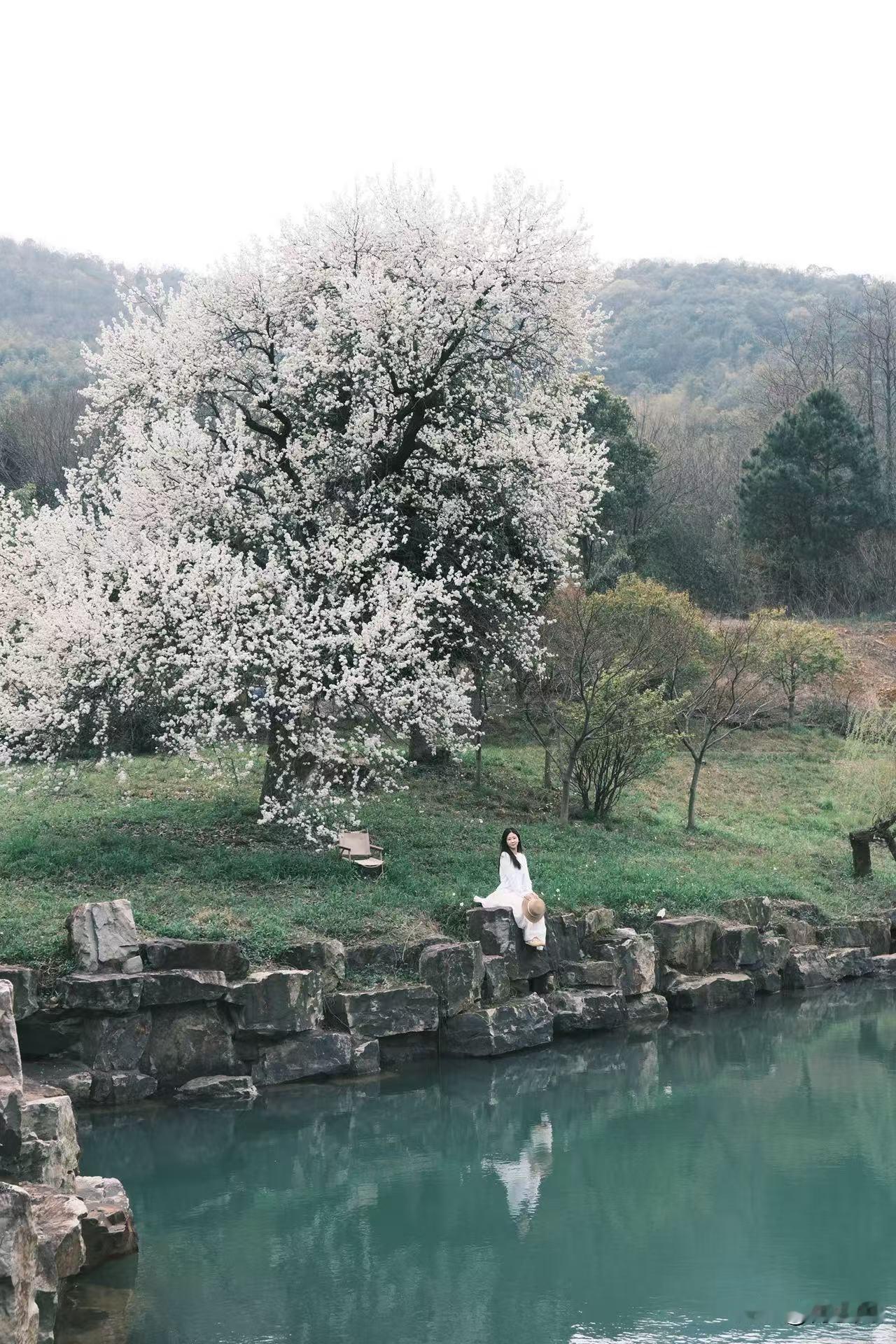 棠梨无言自芳华，宜兴老树承载故土浓浓深情