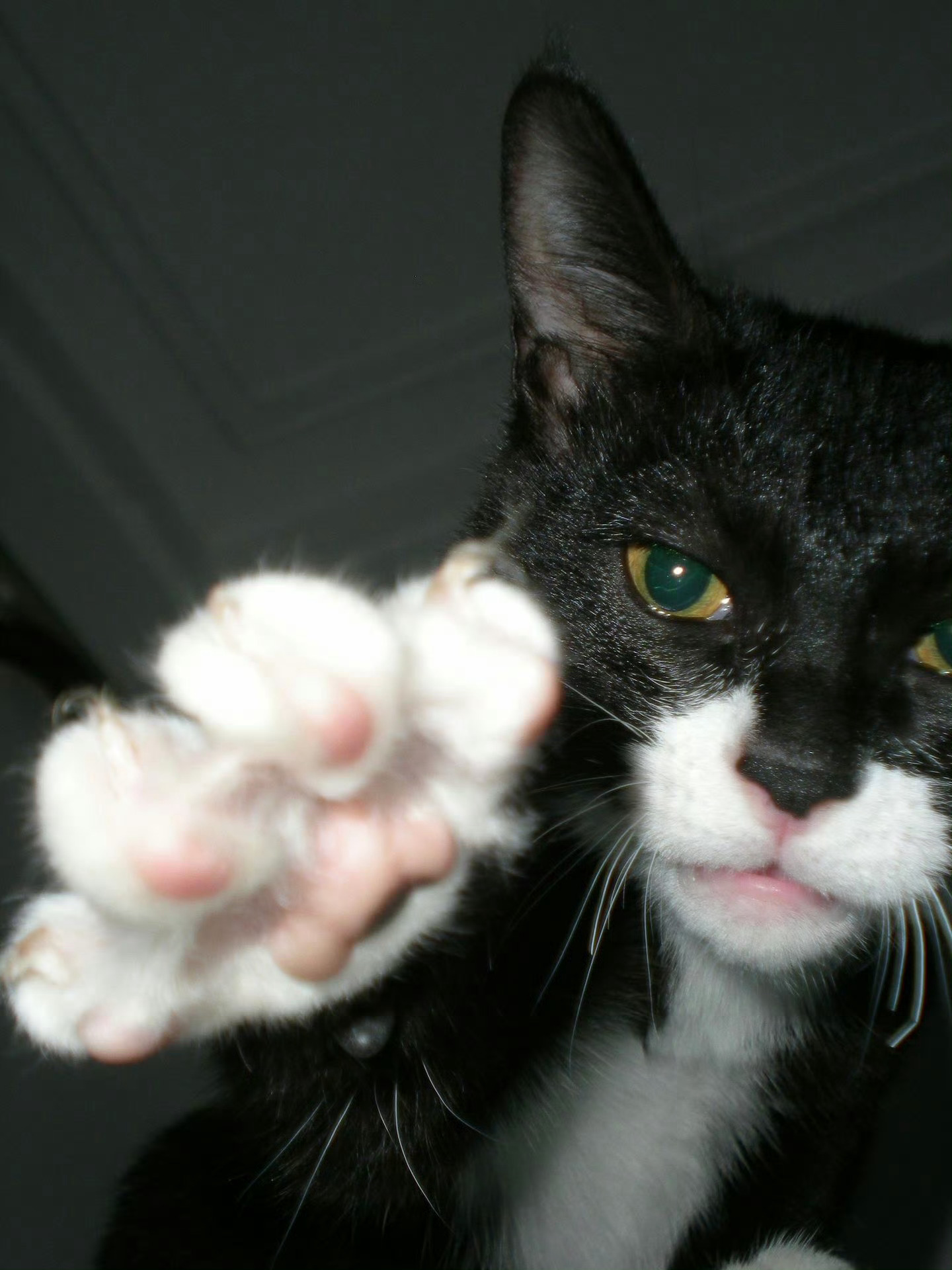 【奶牛猫】招财猫：过来让我摸摸，你命里有财