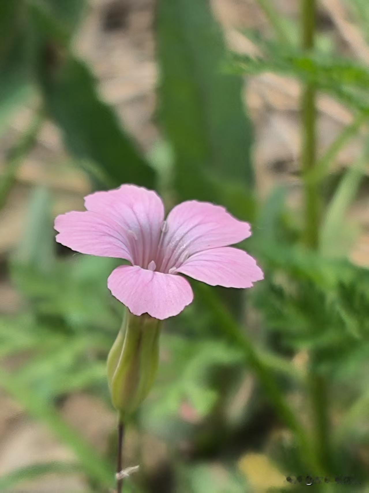 身处荒地杂草中的小花，以美丽的姿态，绽放自己的魅力。
北辰郊野公园荒凉没人气，在
