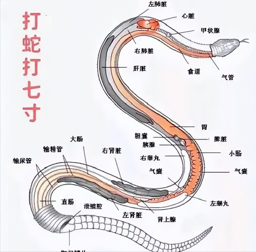 遇到蛇，很多人的第一反应就是“先打头”。但说实话，这个动作听着猛，真到了野外，未