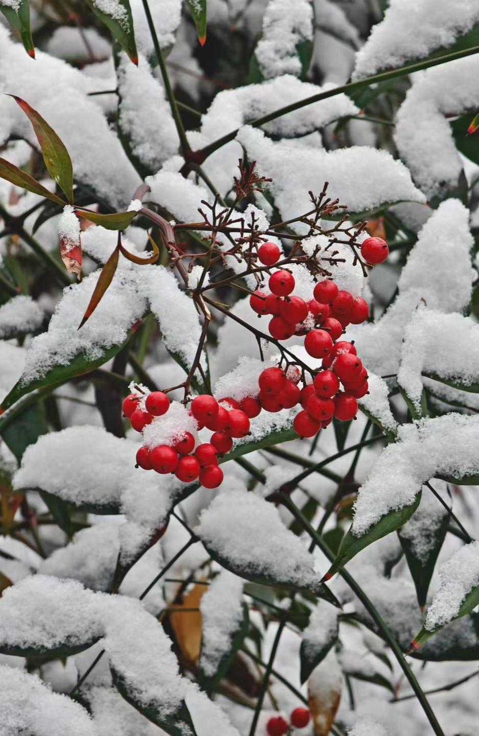 雪给绿叶覆了层素纱，红果却燃成簇簇小火焰，冬的清冷里，藏着生命的热烈倔强。
✨ 
