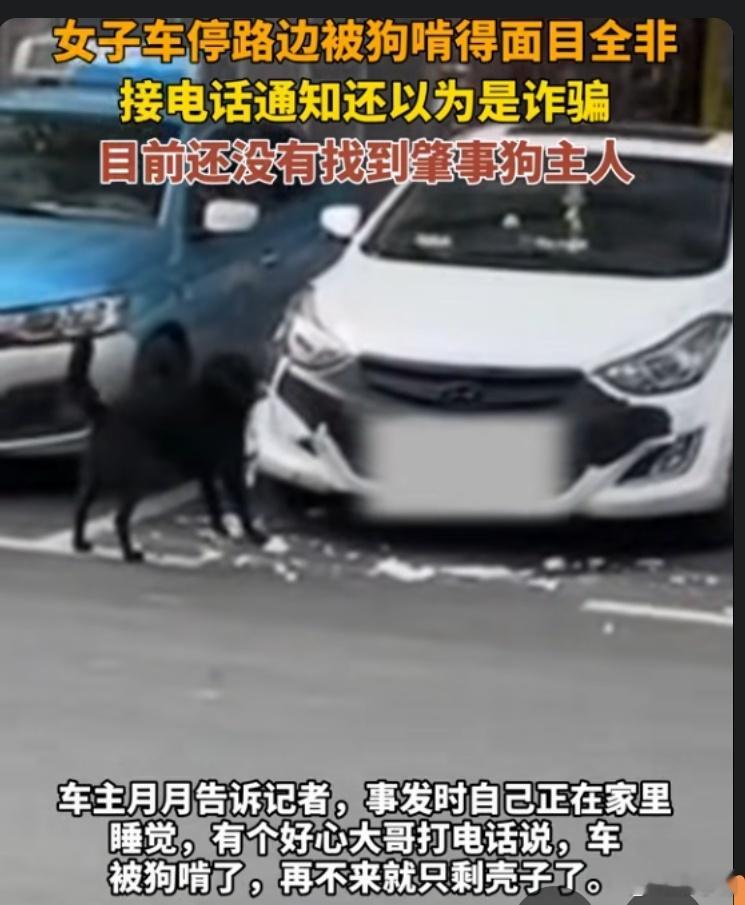 女子回应车子被狗啃稀巴烂狗咬人不是新闻，狗咬车才是新闻。狗咬了车就跑了，你找到它