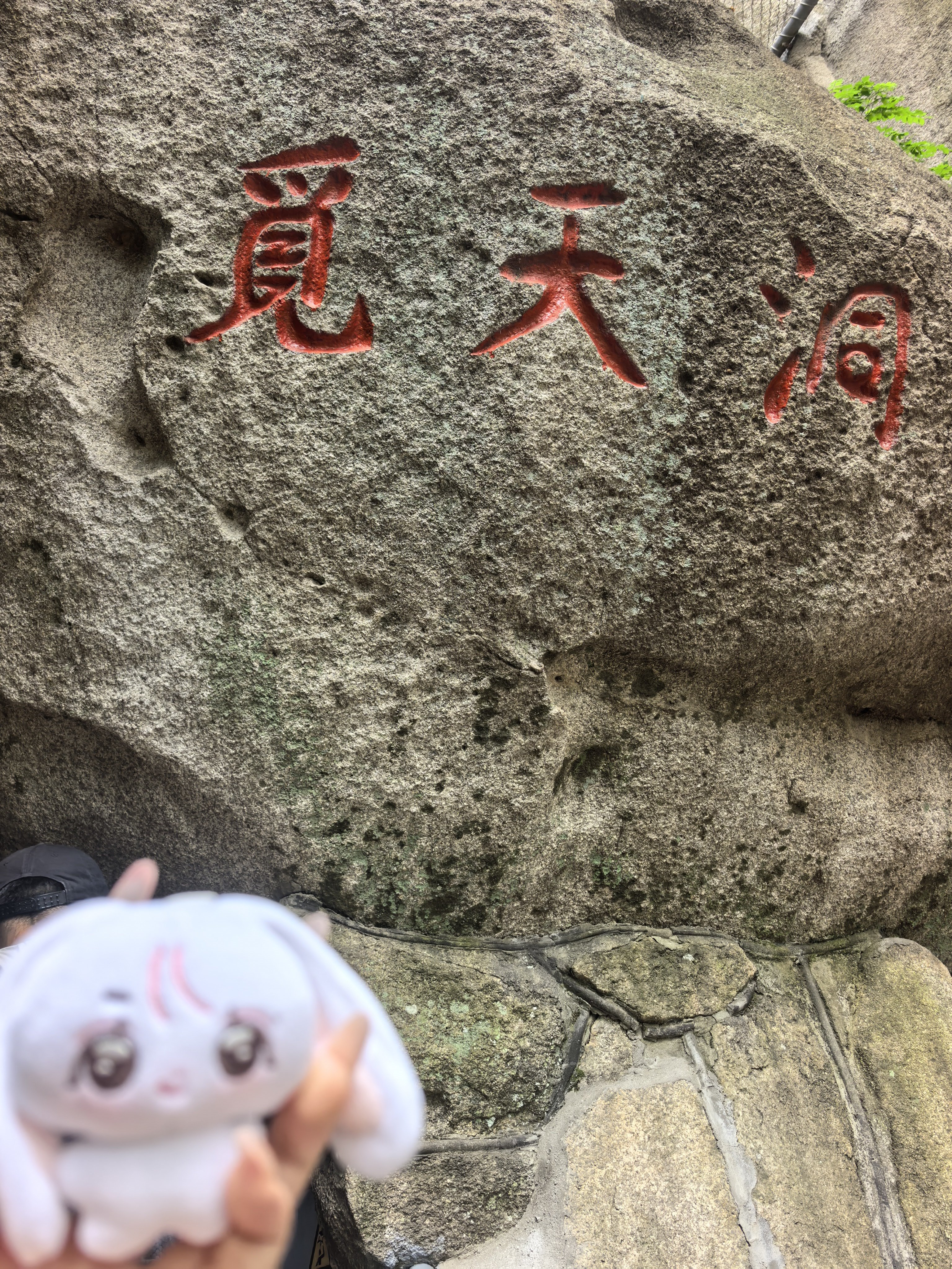 崂山萌兔