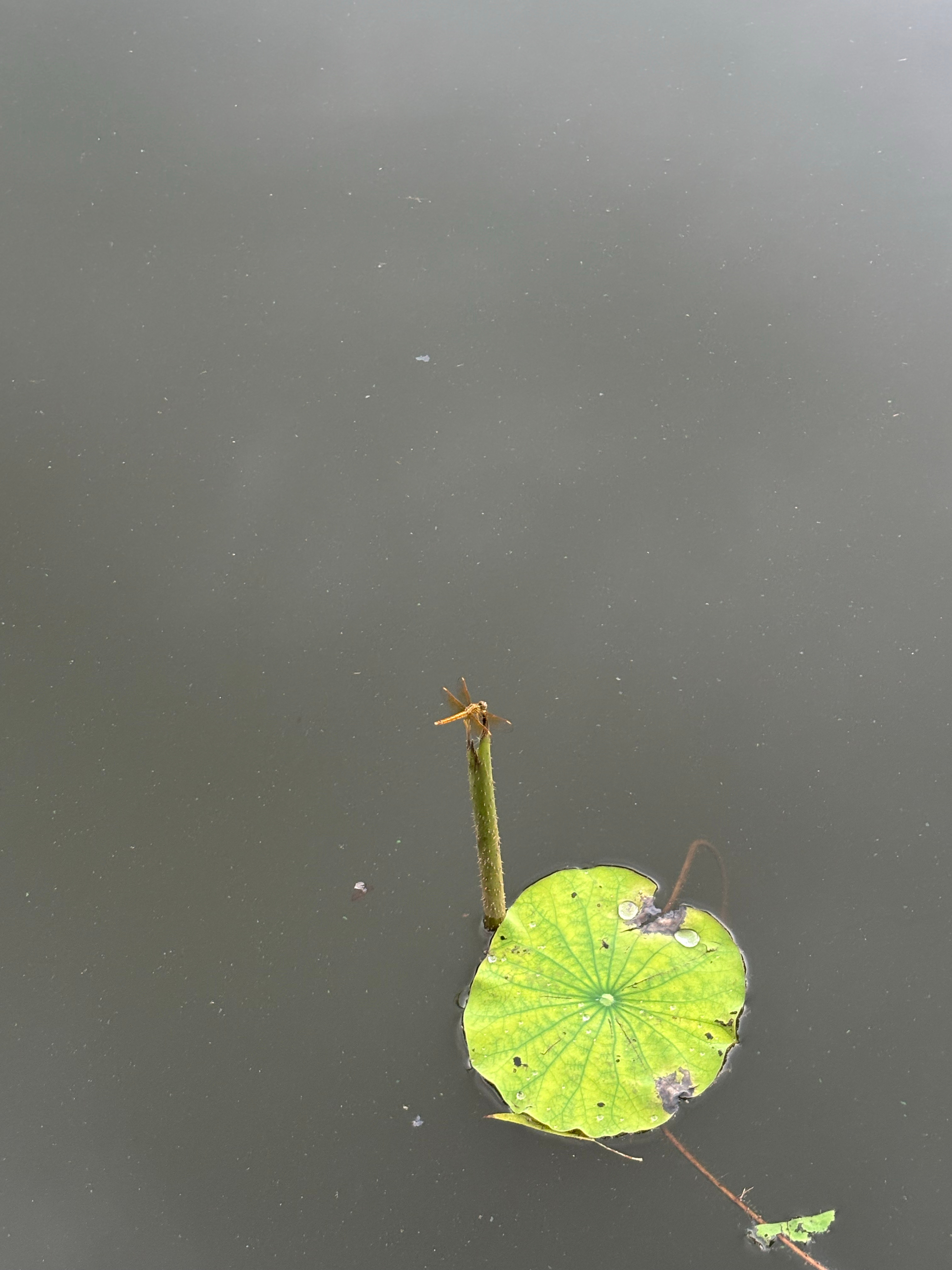 在公园坐了半天也没有真的下雨 